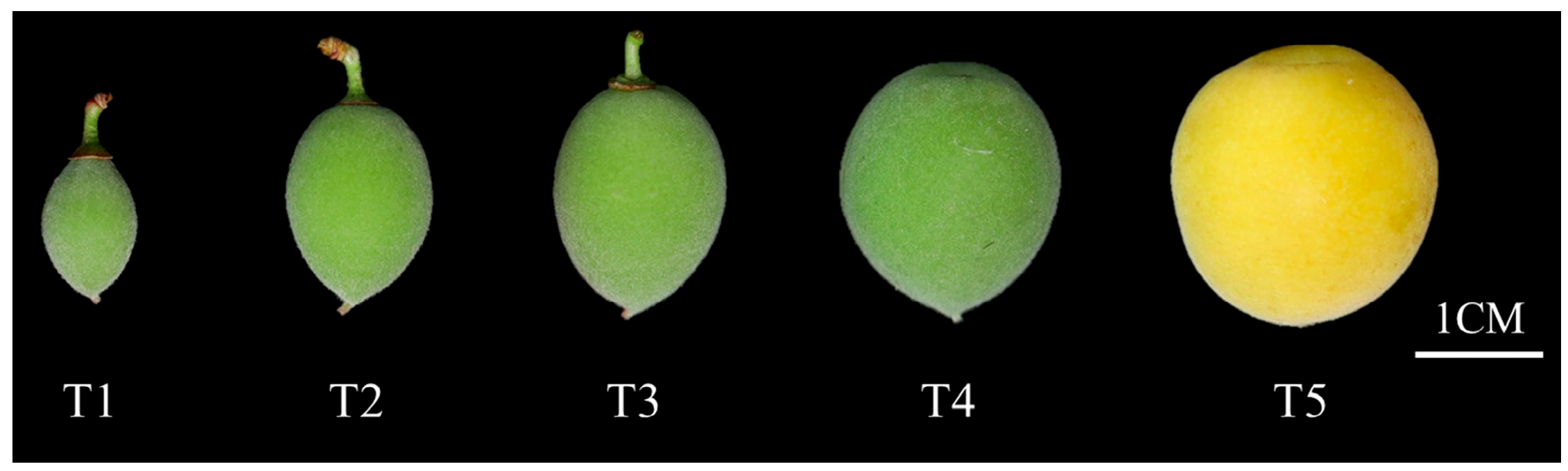 Ijms 26 09121 g011 Ijms 26 09121 g011