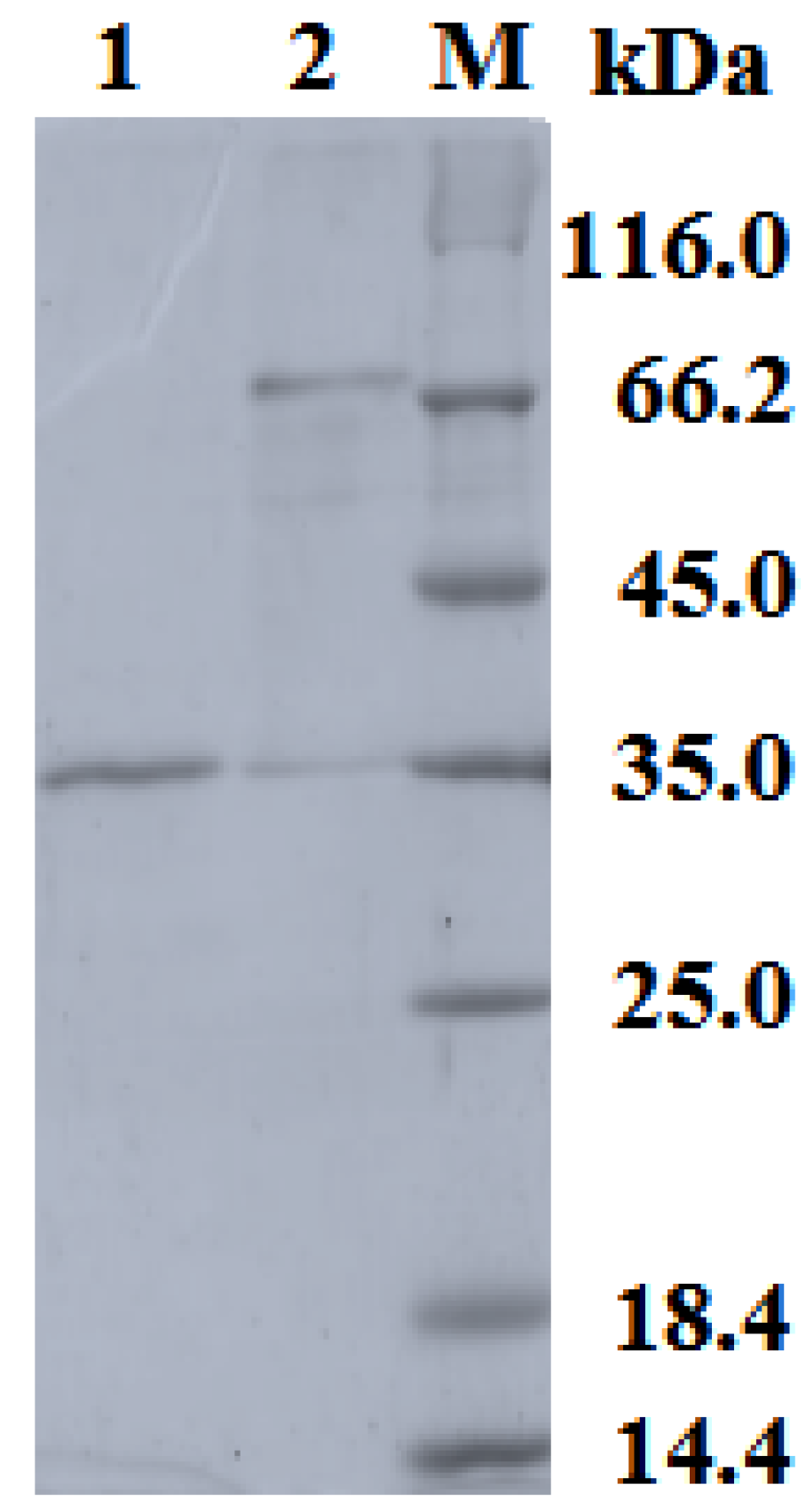 Ijms 26 09143 g002 Ijms 26 09143 g002