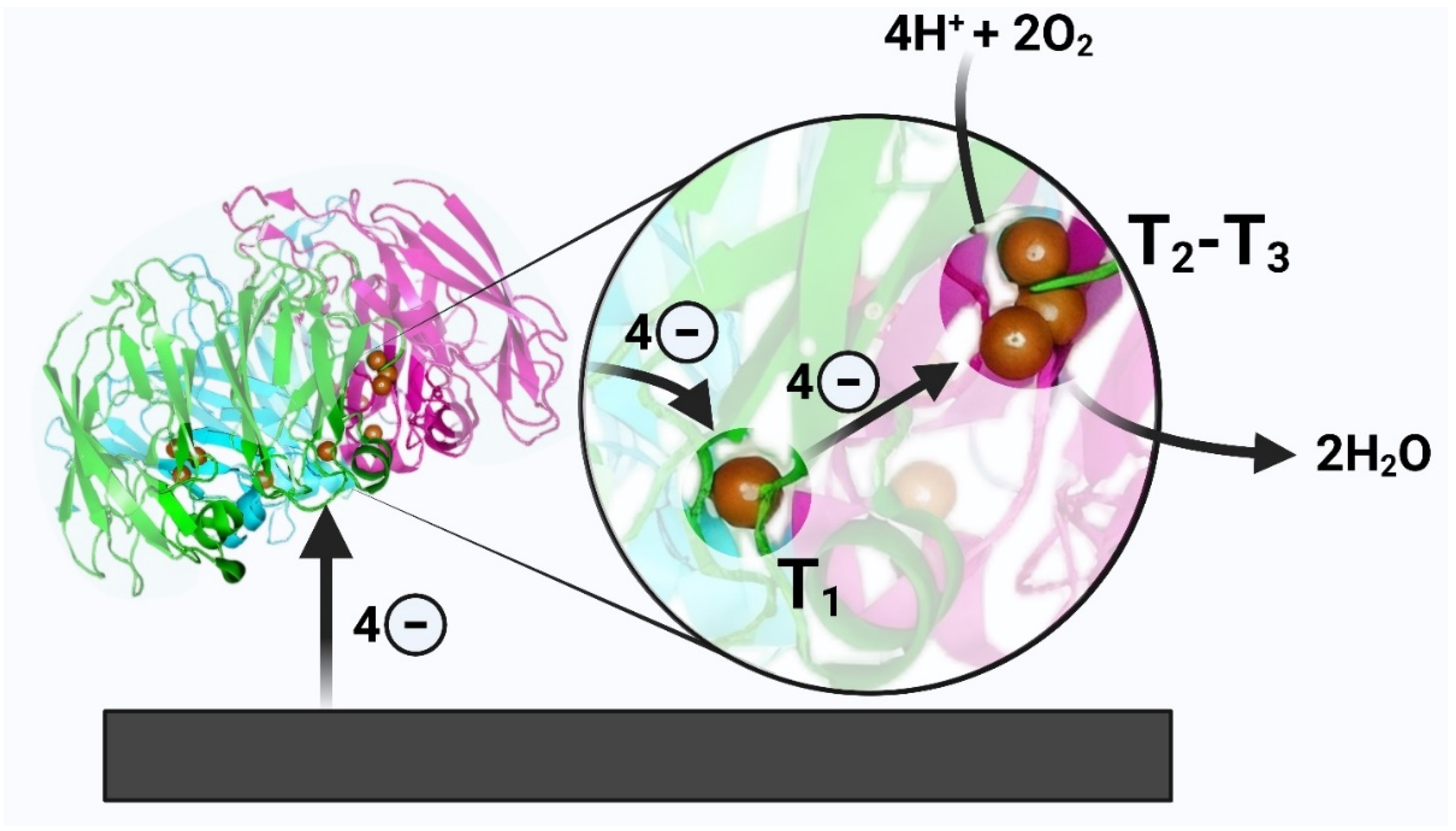 Ijms 26 09143 g0a3 Ijms 26 09143 g0a3