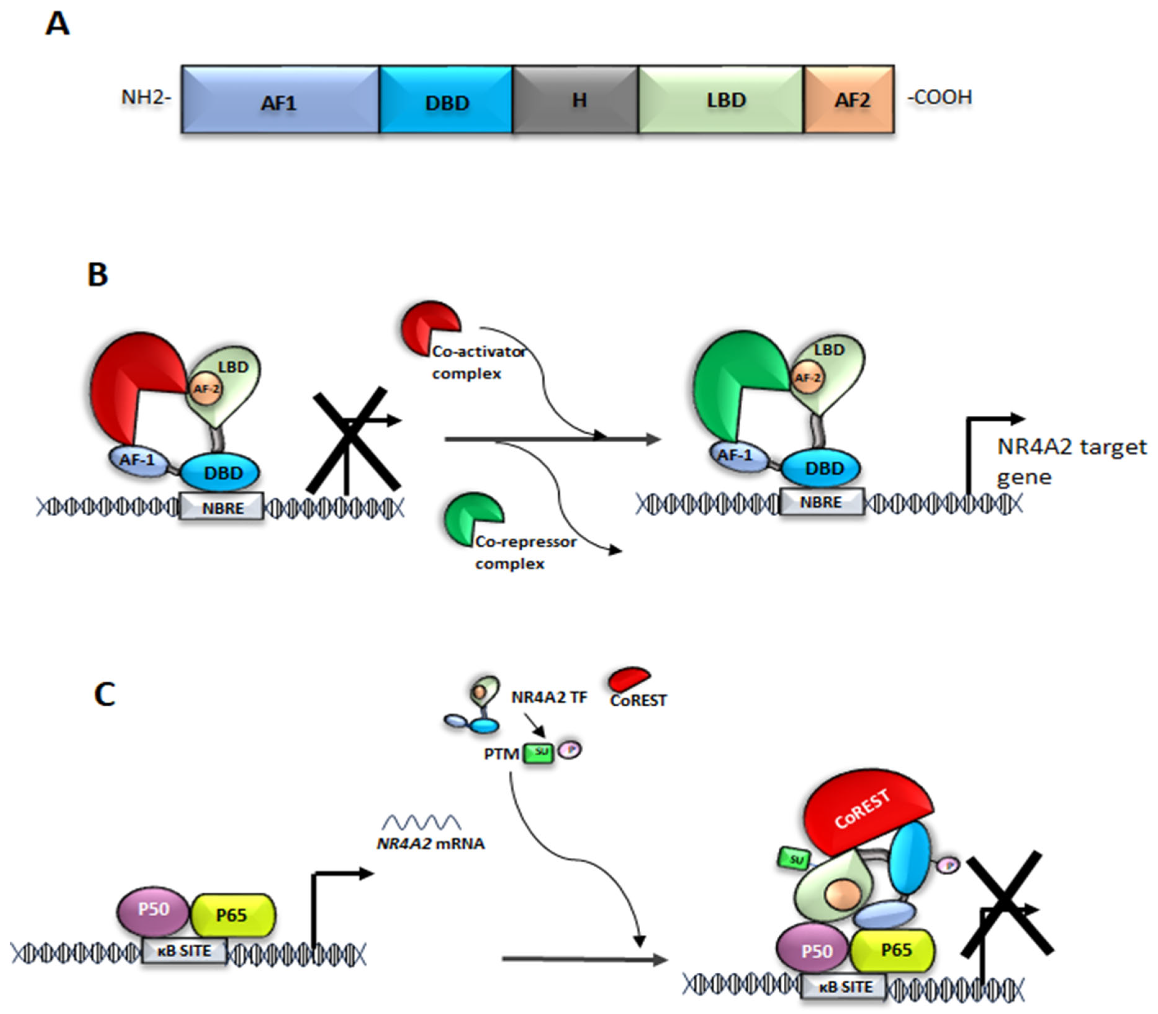 Ijms 26 09162 g001 Ijms 26 09162 g001