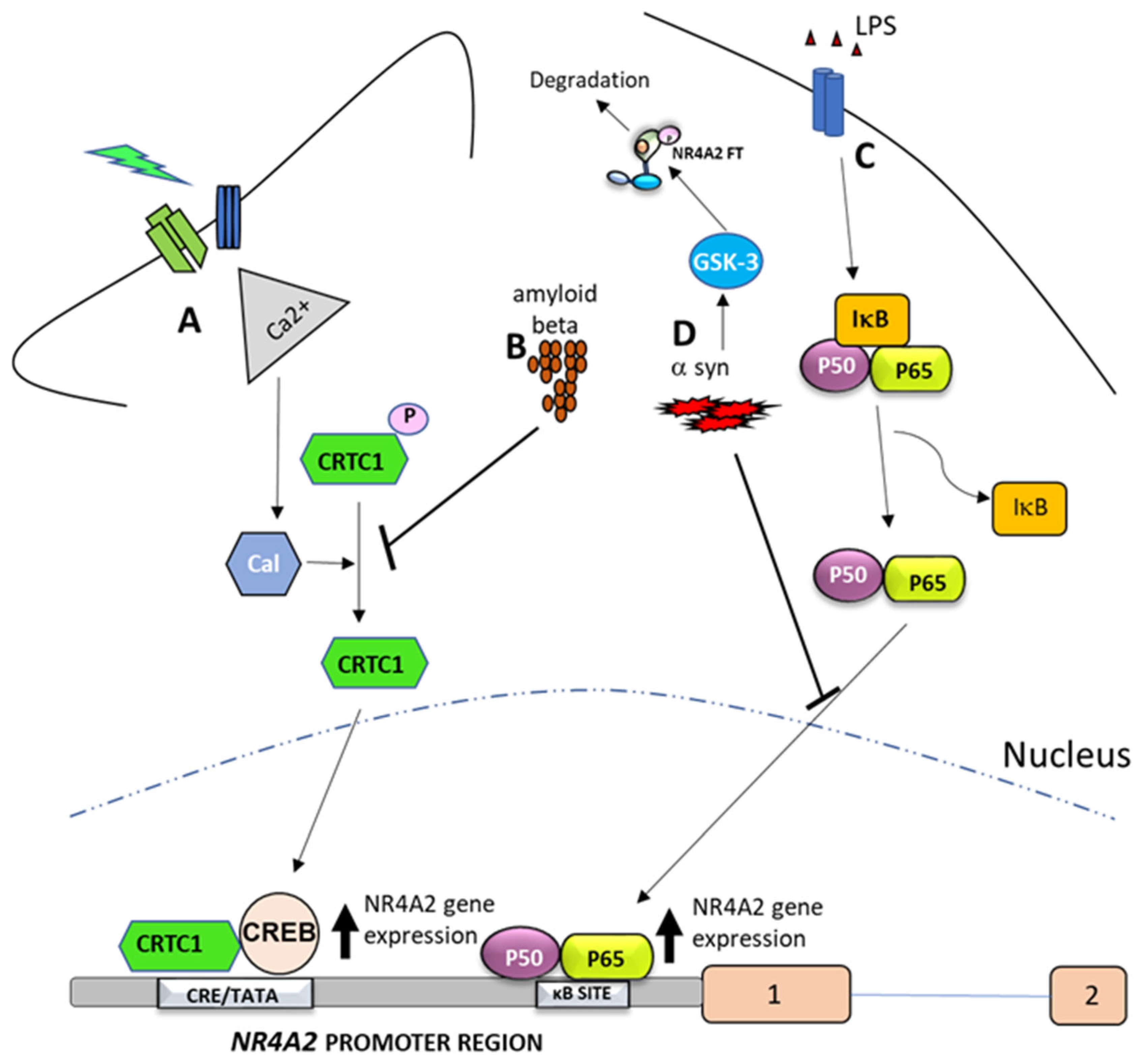Ijms 26 09162 g004 Ijms 26 09162 g004