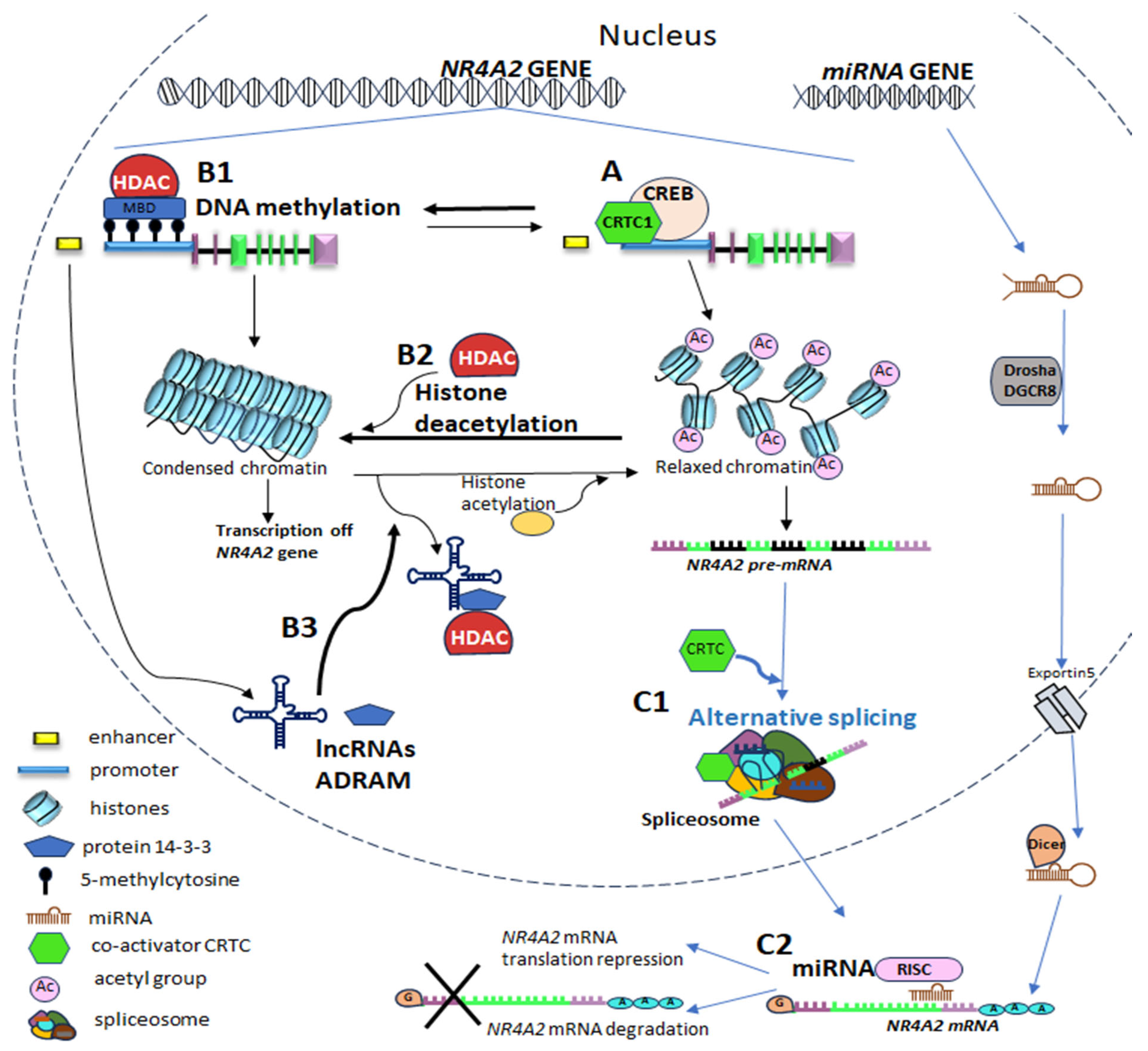 Ijms 26 09162 g005 Ijms 26 09162 g005