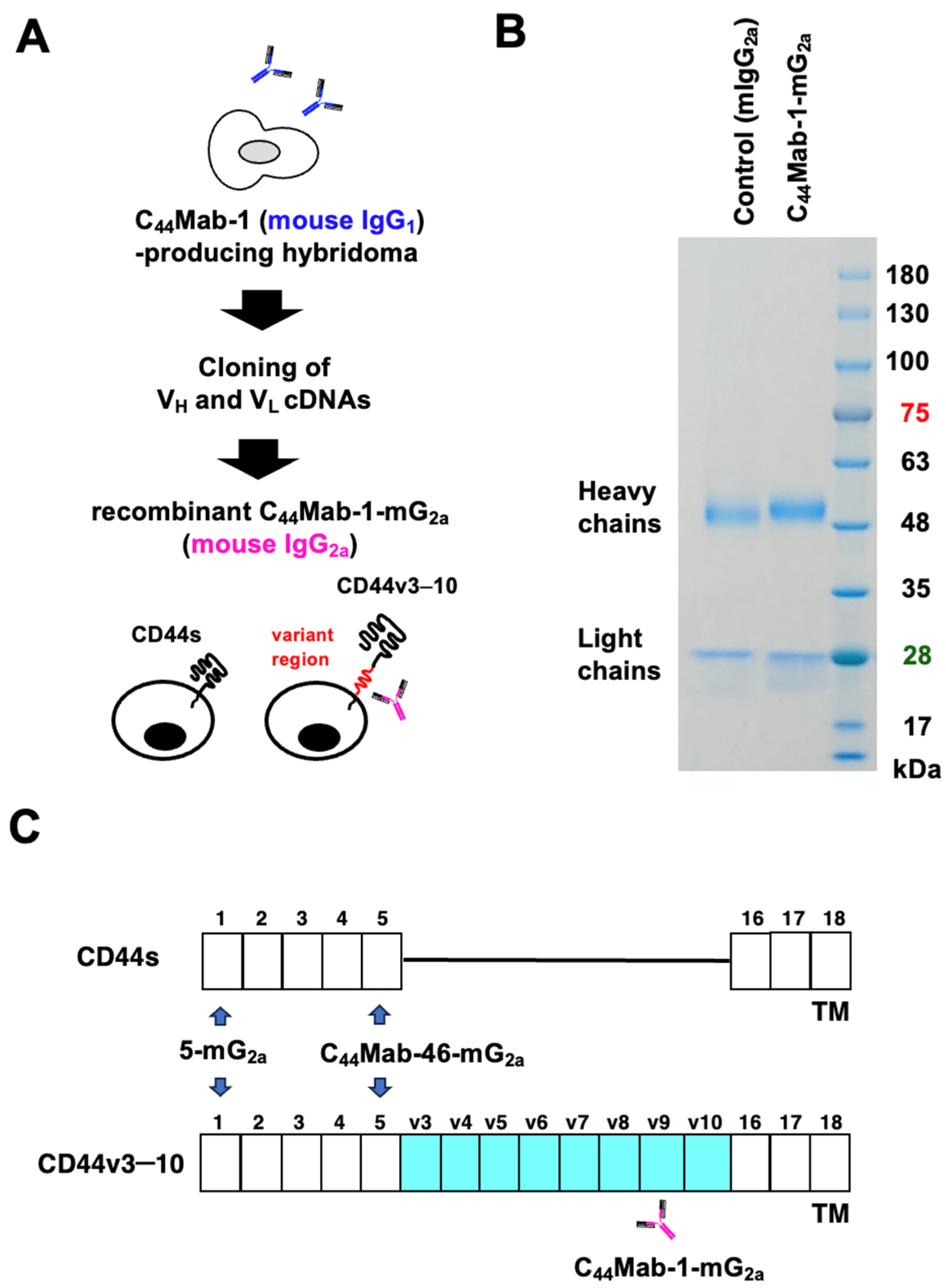 Ijms 26 09170 g001 Ijms 26 09170 g001