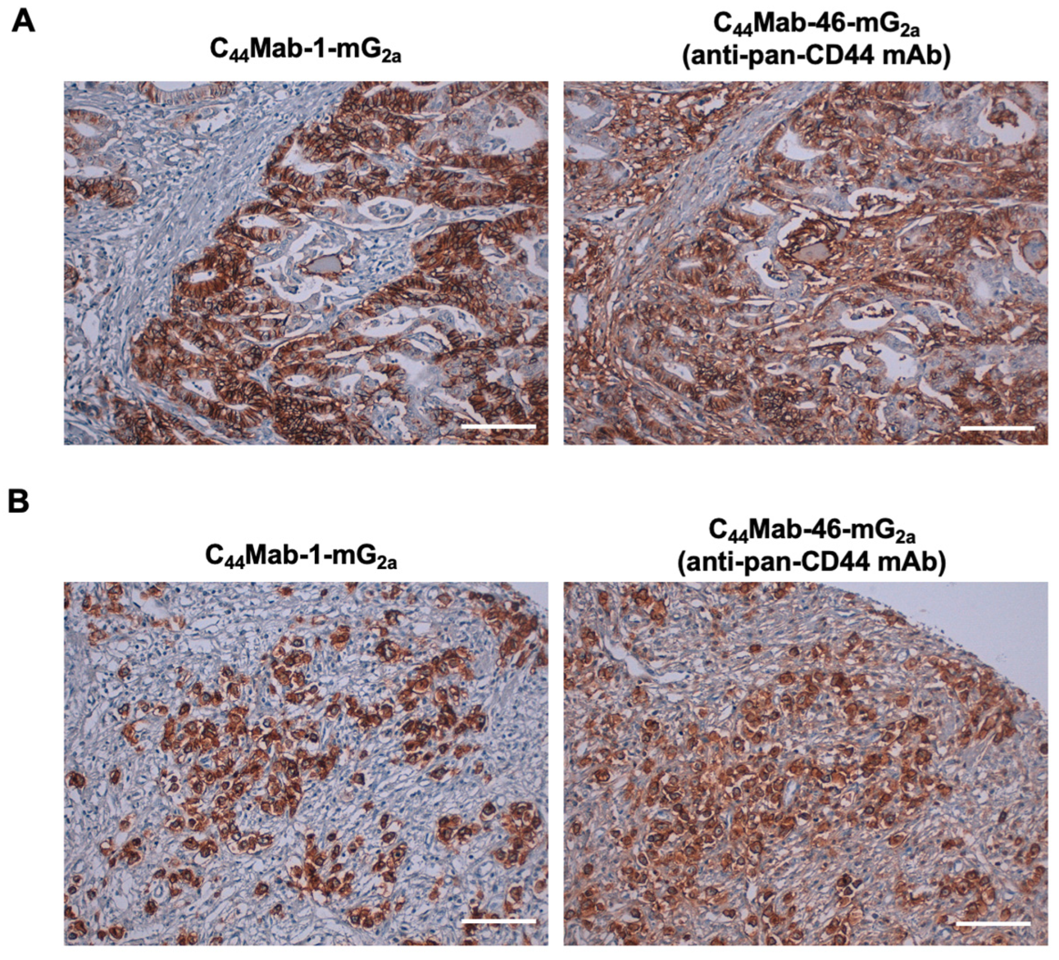 Ijms 26 09170 g004 Ijms 26 09170 g004