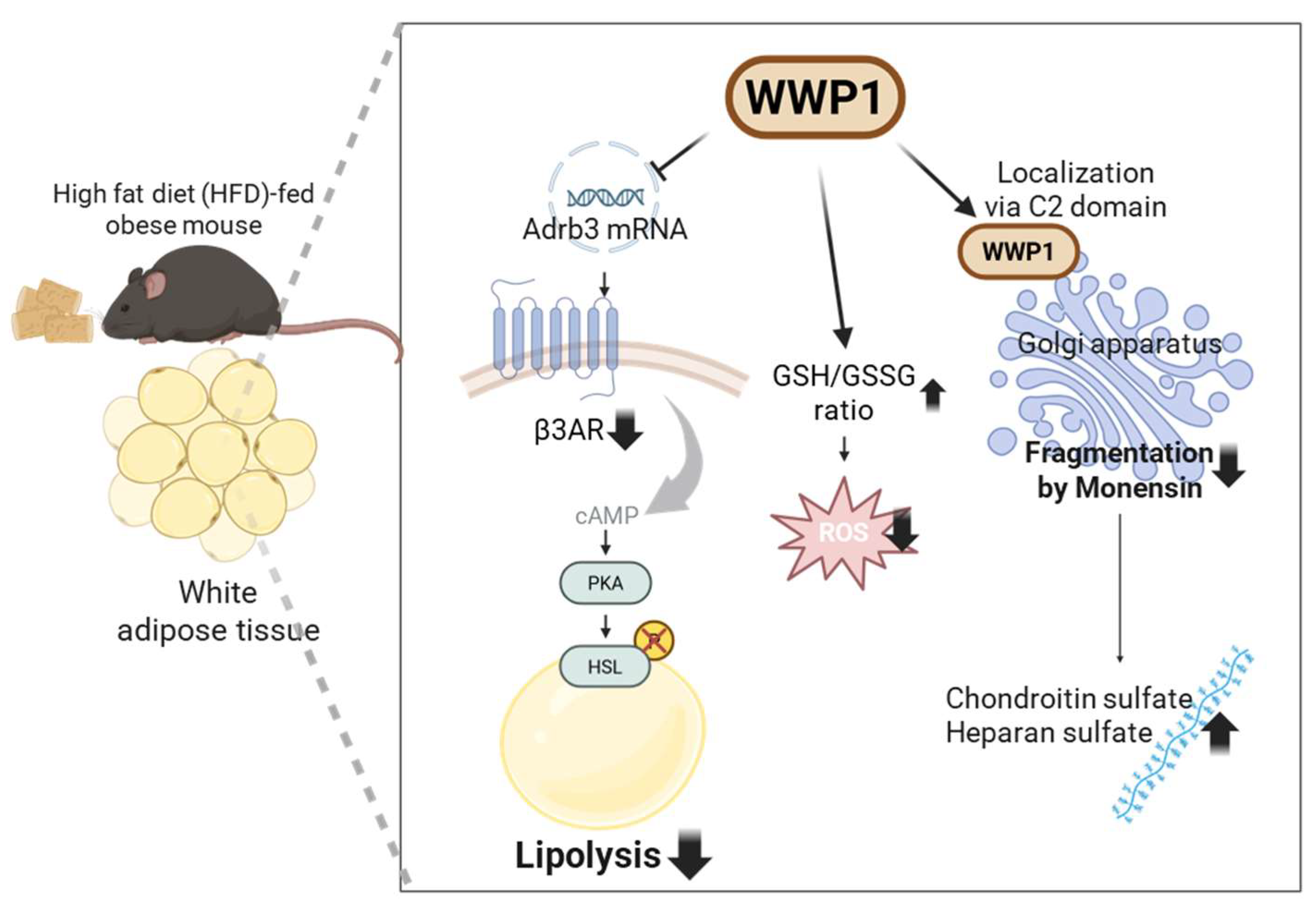 Ijms 26 09172 g001 Ijms 26 09172 g001