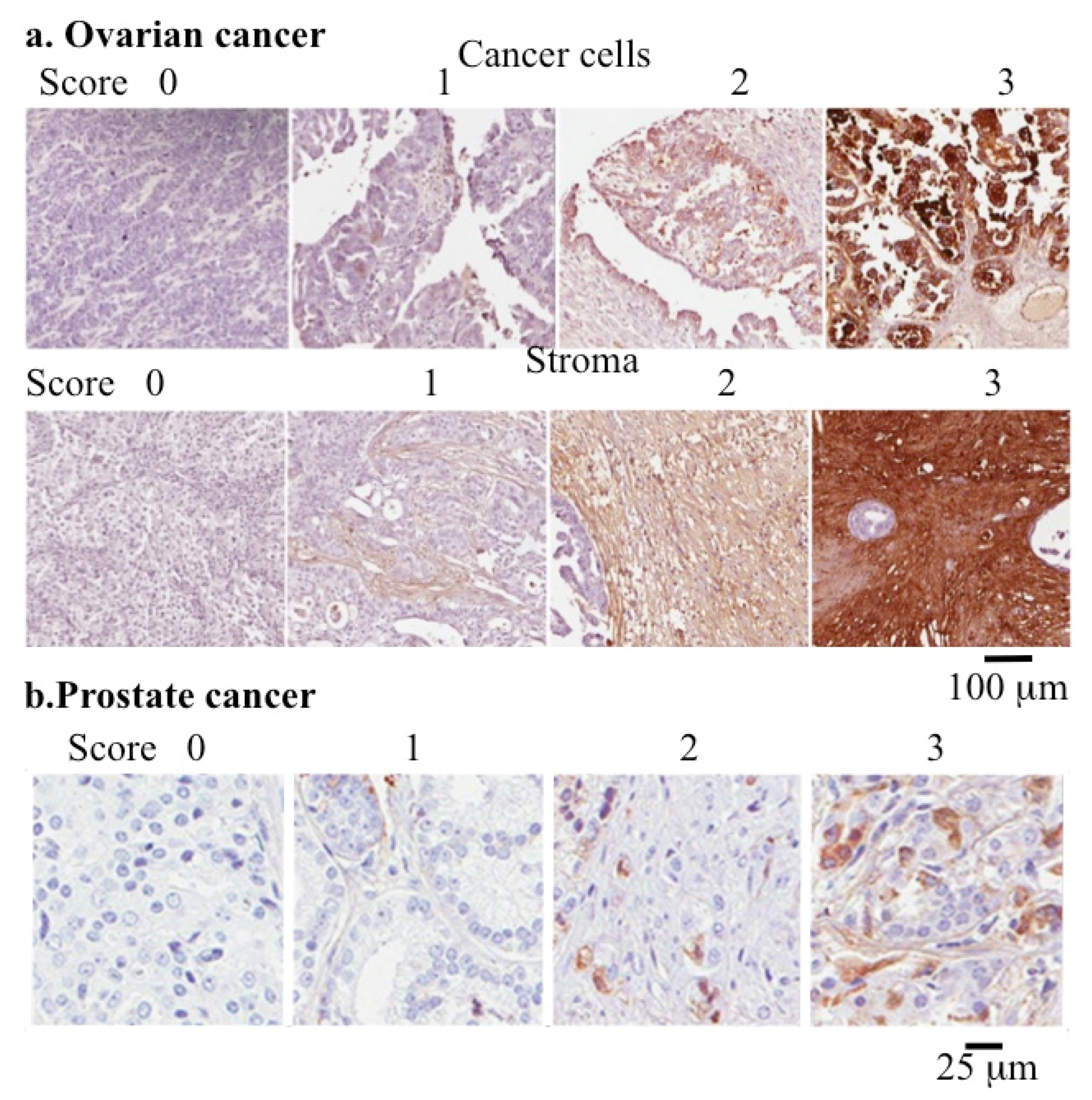 Ijms 26 09182 g003 Ijms 26 09182 g003