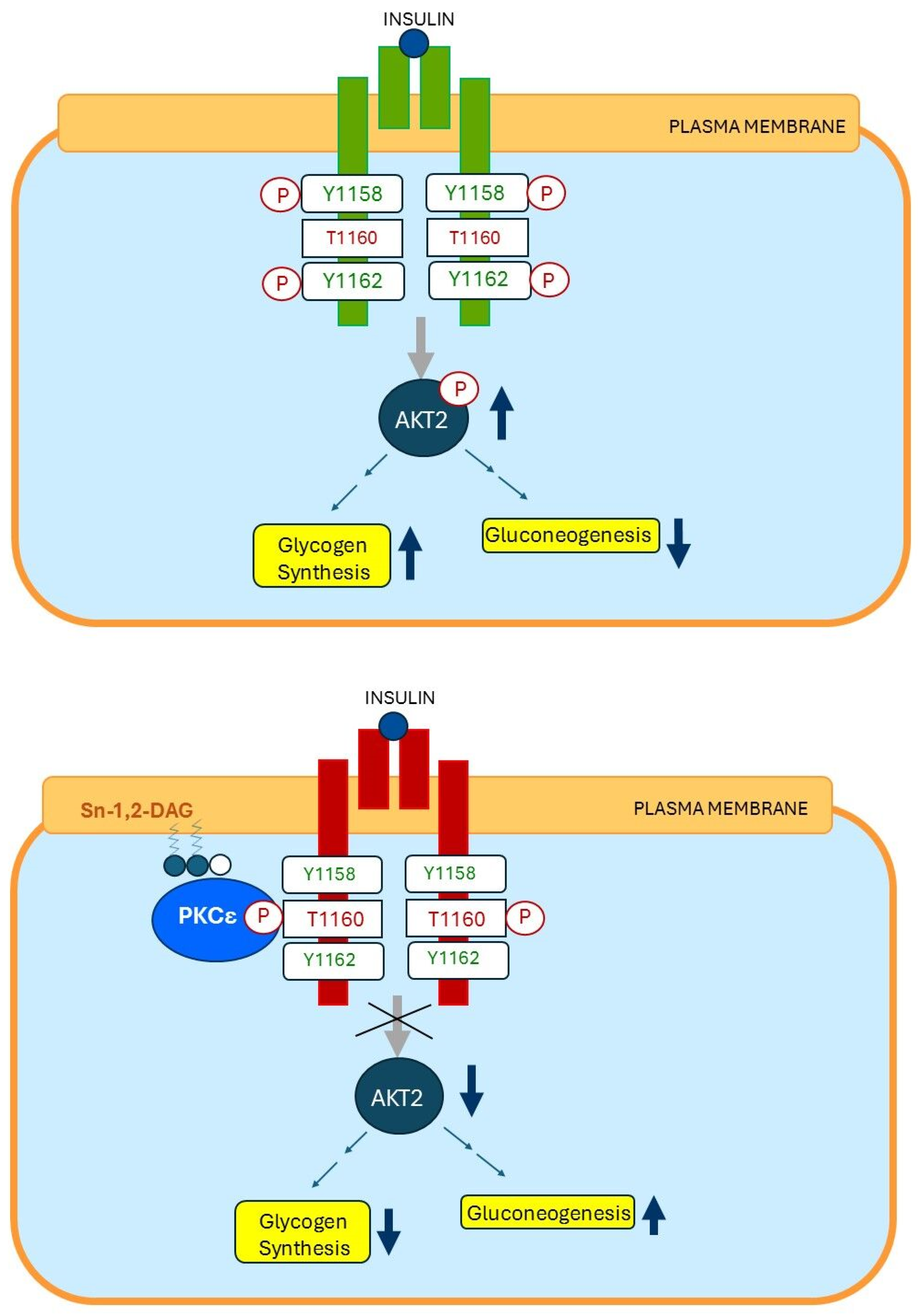 Ijms 26 09191 g008 Ijms 26 09191 g008