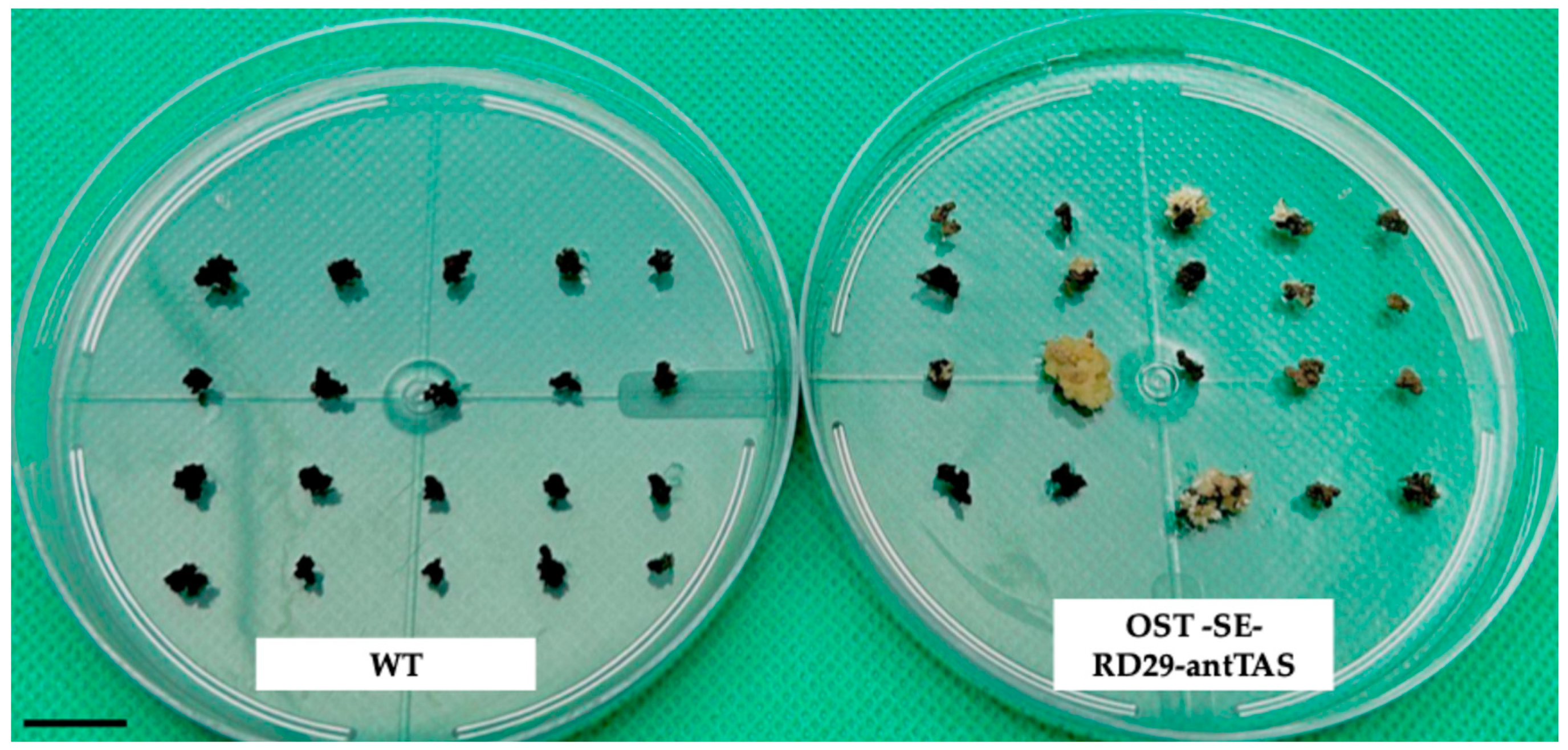 Ijms 26 09224 g002 Ijms 26 09224 g002