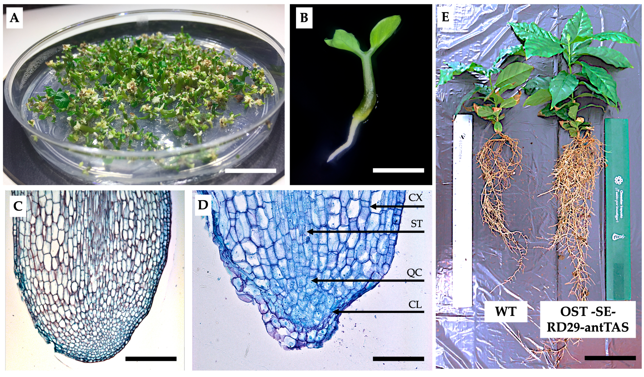 Ijms 26 09224 g004 Ijms 26 09224 g004