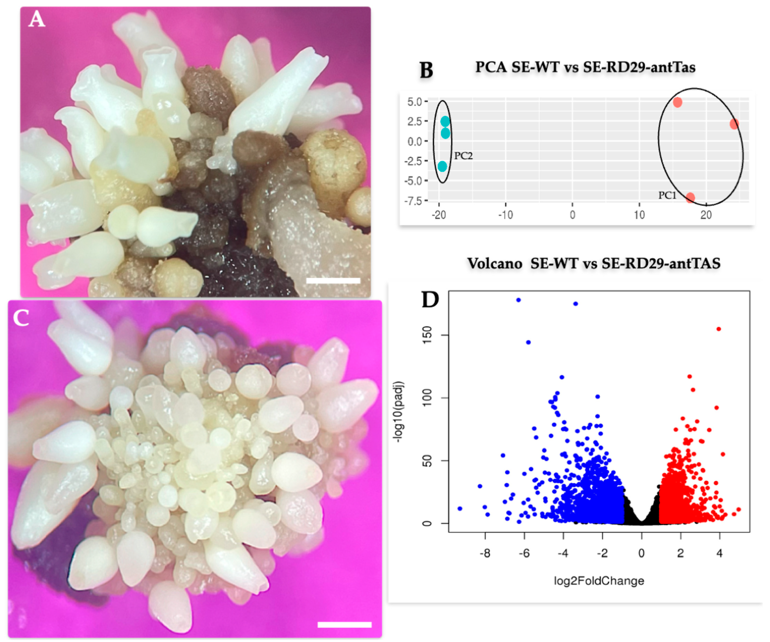 Ijms 26 09224 g007 Ijms 26 09224 g007