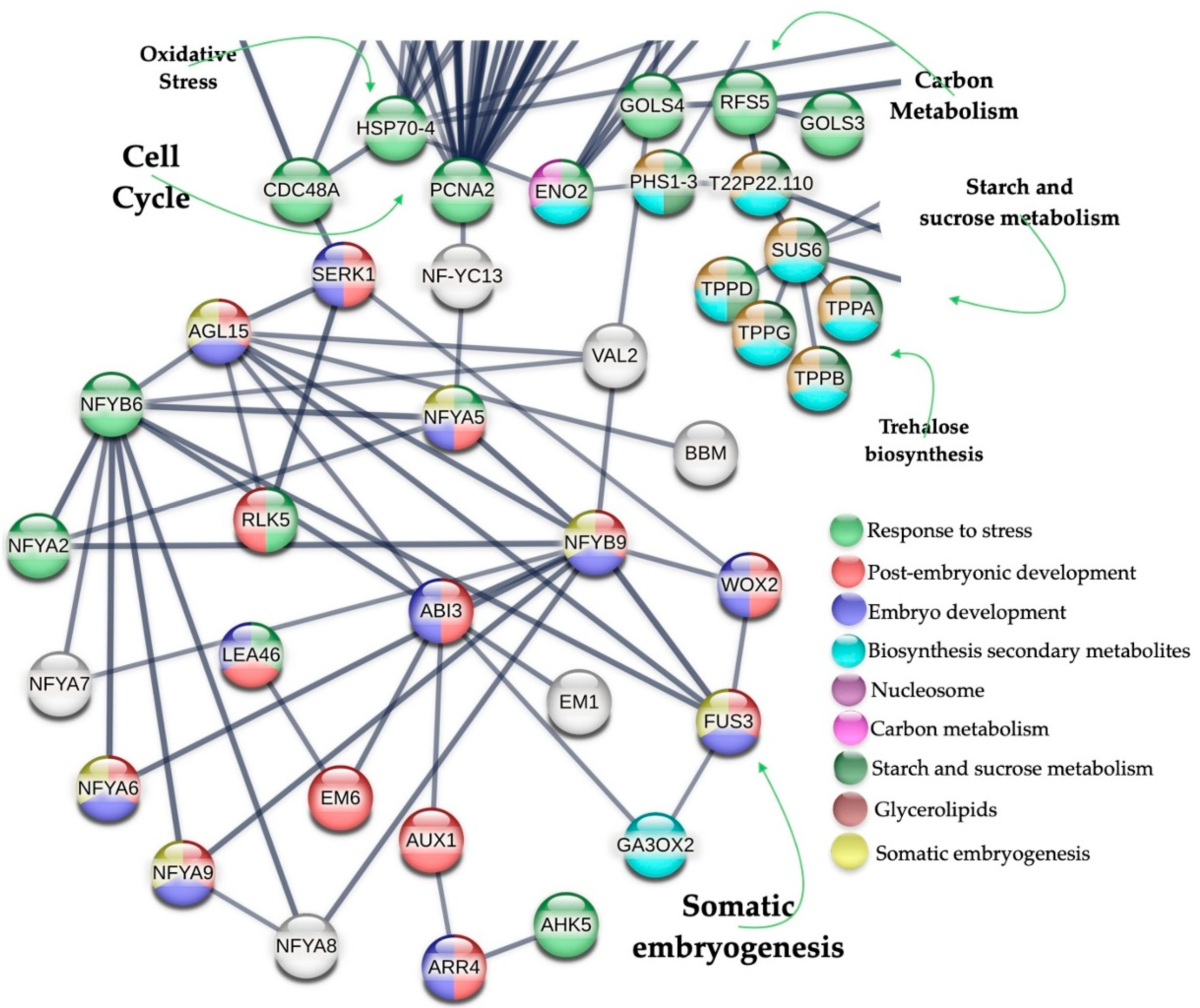 Ijms 26 09224 g009 Ijms 26 09224 g009