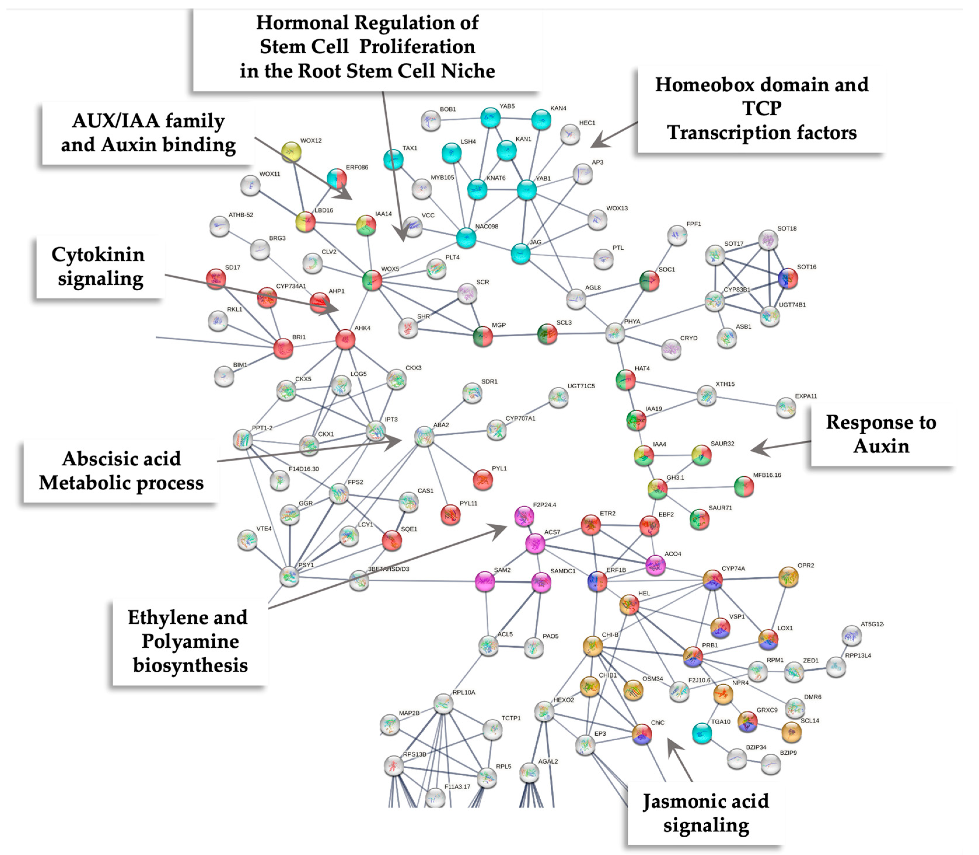Ijms 26 09224 g013 Ijms 26 09224 g013