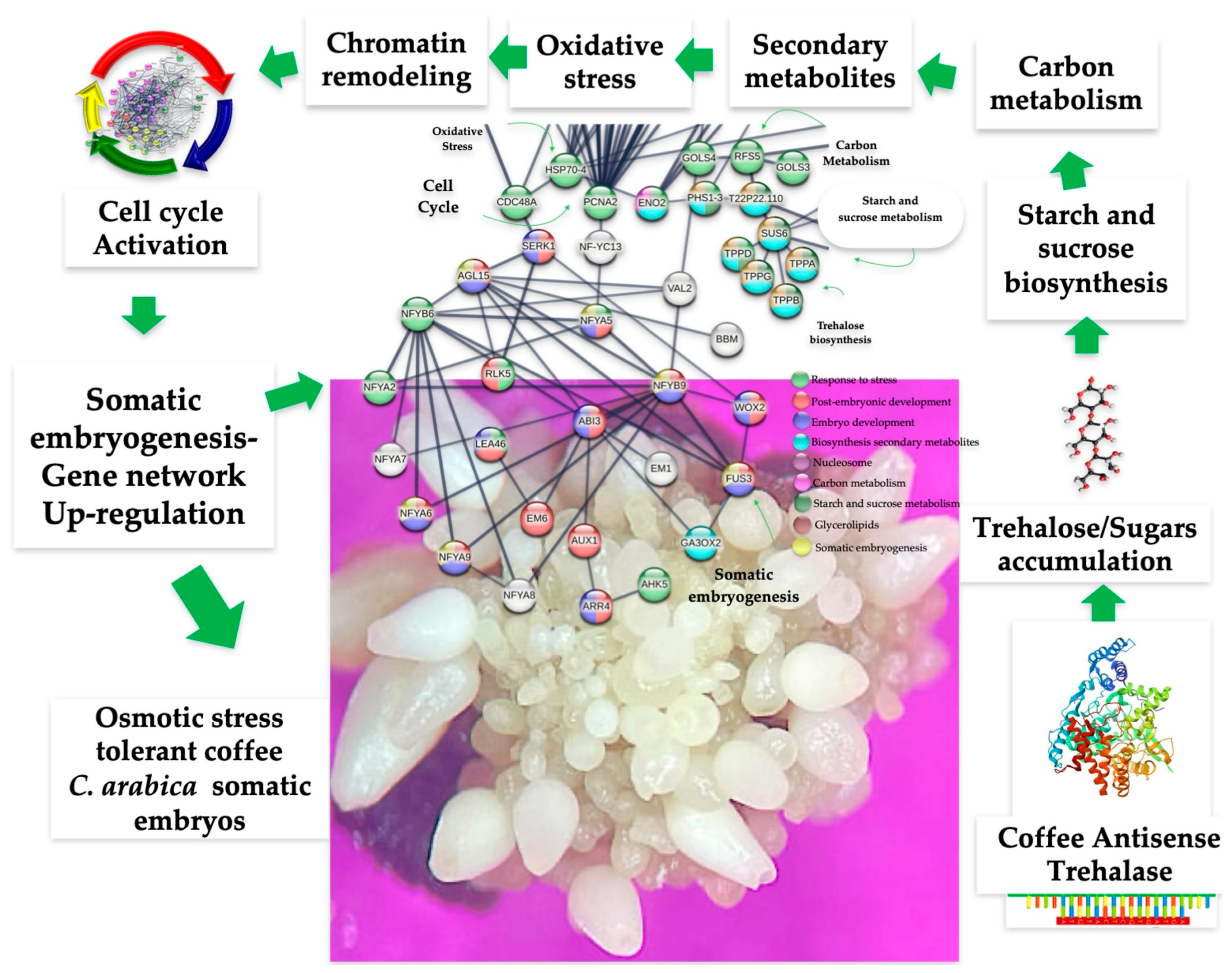 Ijms 26 09224 g015 Ijms 26 09224 g015