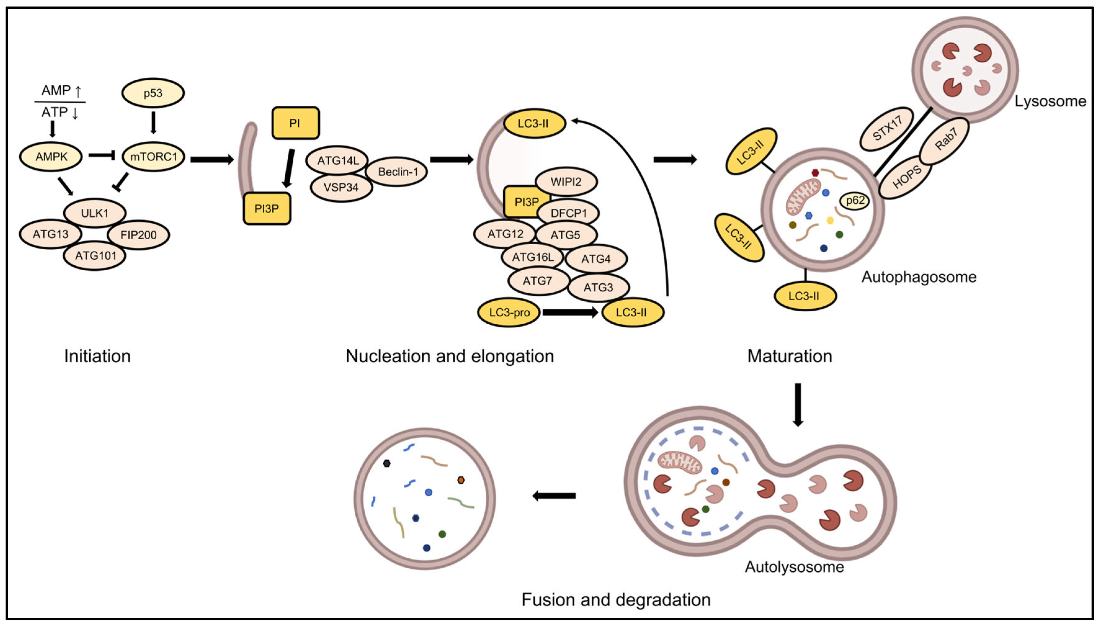 Ijms 26 09231 g001 Ijms 26 09231 g001