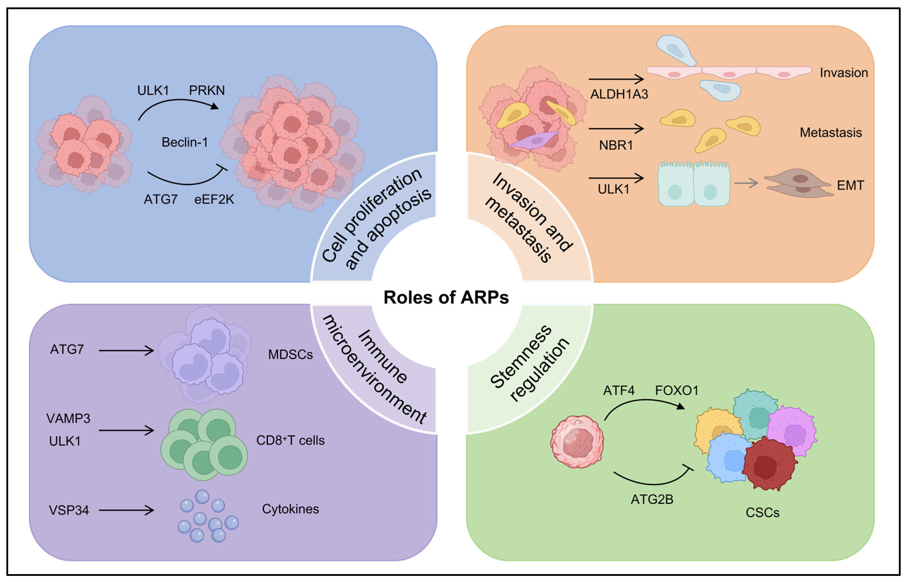 Ijms 26 09231 g002 Ijms 26 09231 g002