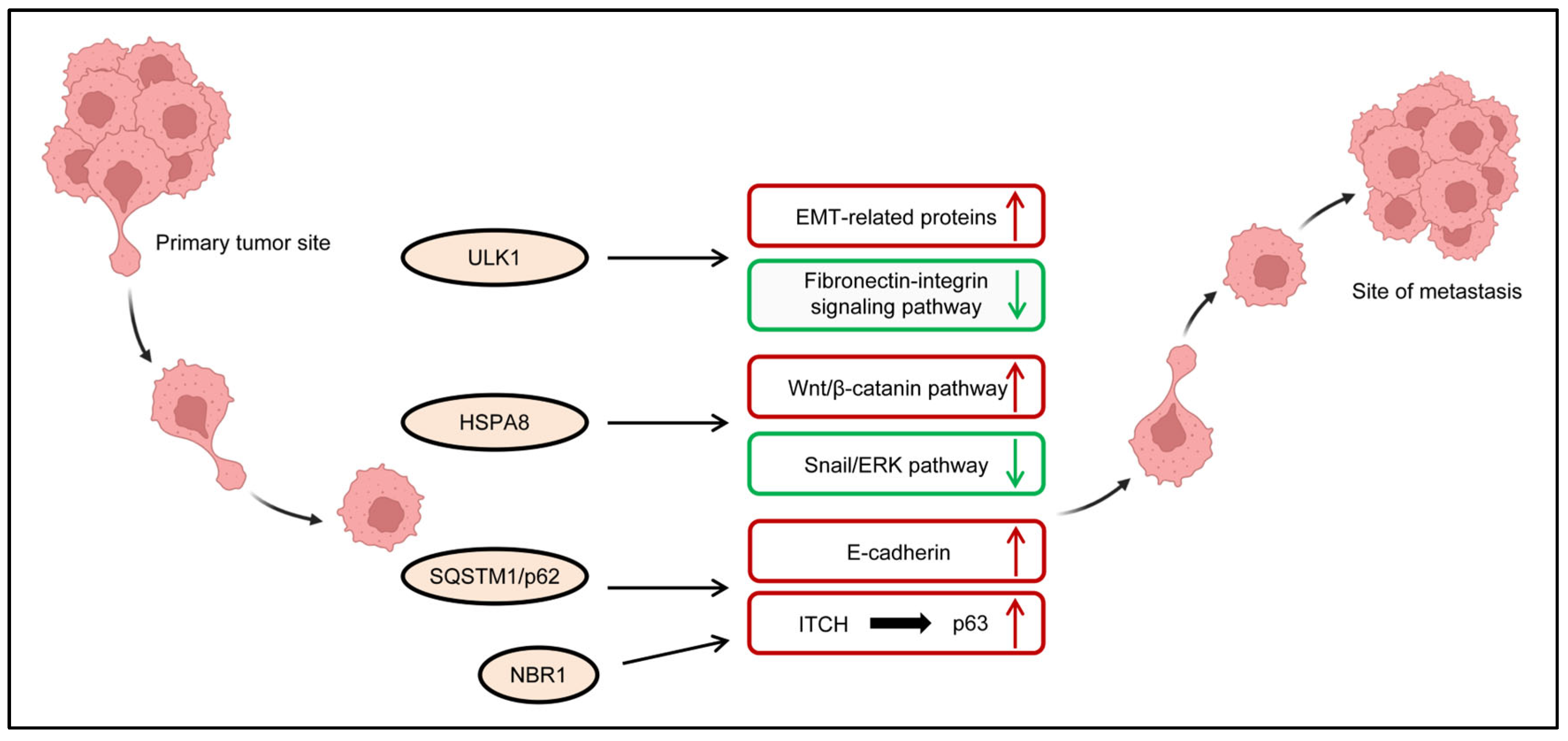 Ijms 26 09231 g003 Ijms 26 09231 g003