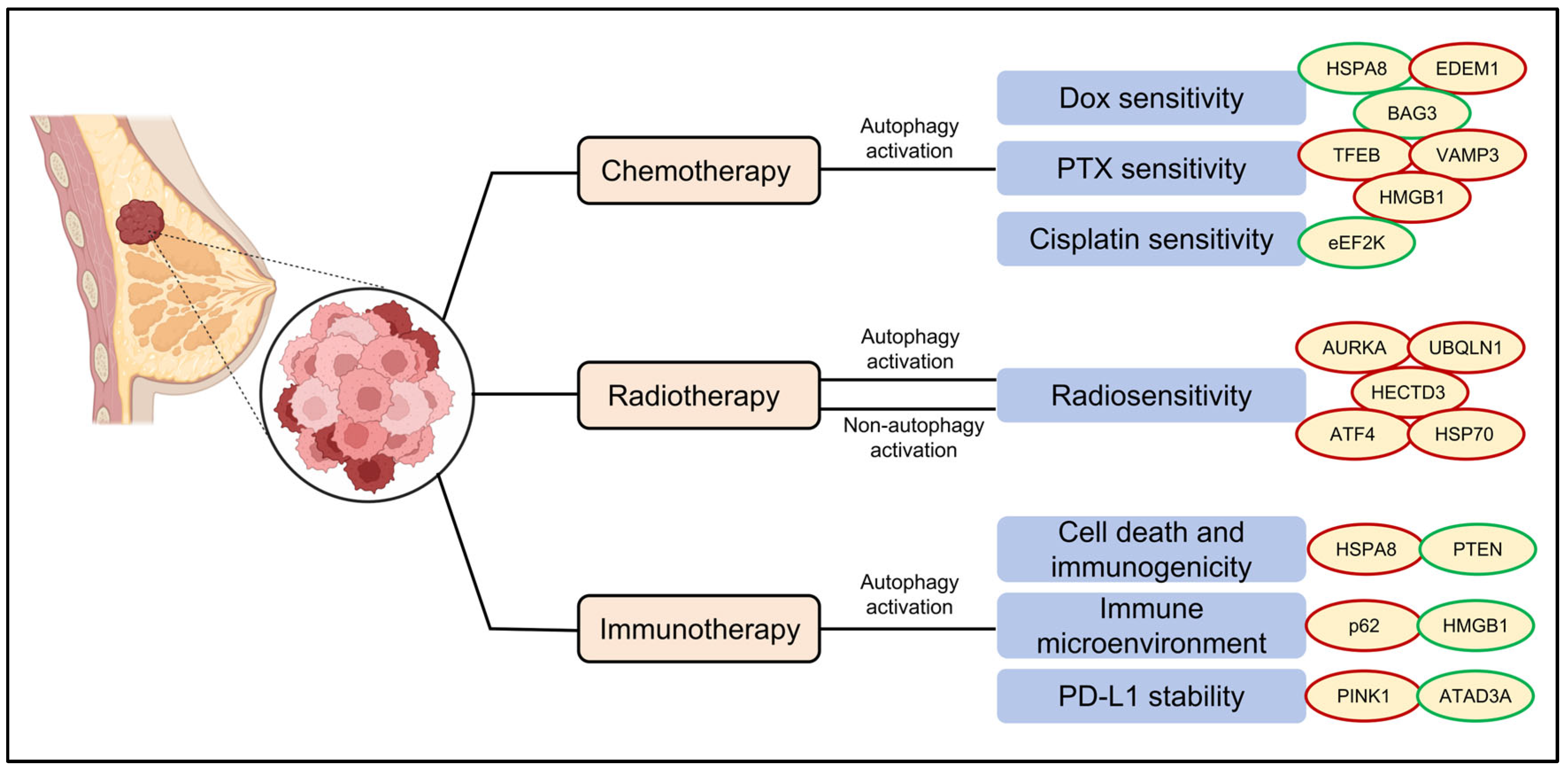 Ijms 26 09231 g004 Ijms 26 09231 g004