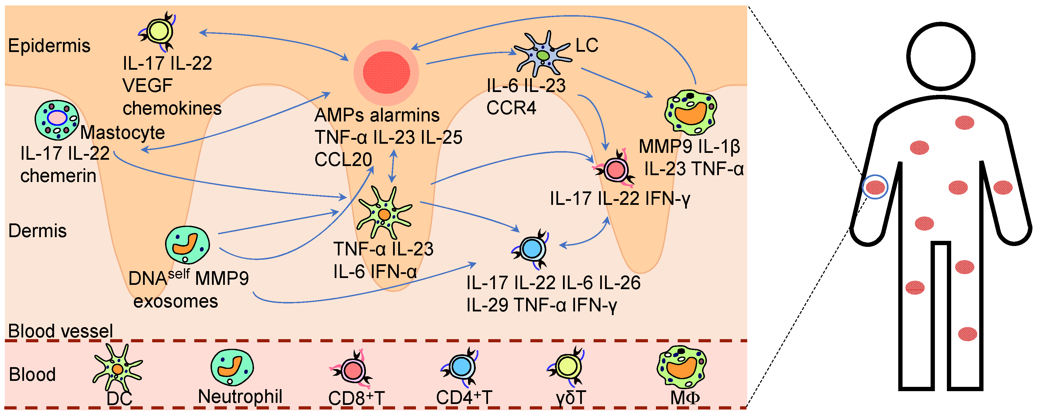 Ijms 26 09233 g002 Ijms 26 09233 g002