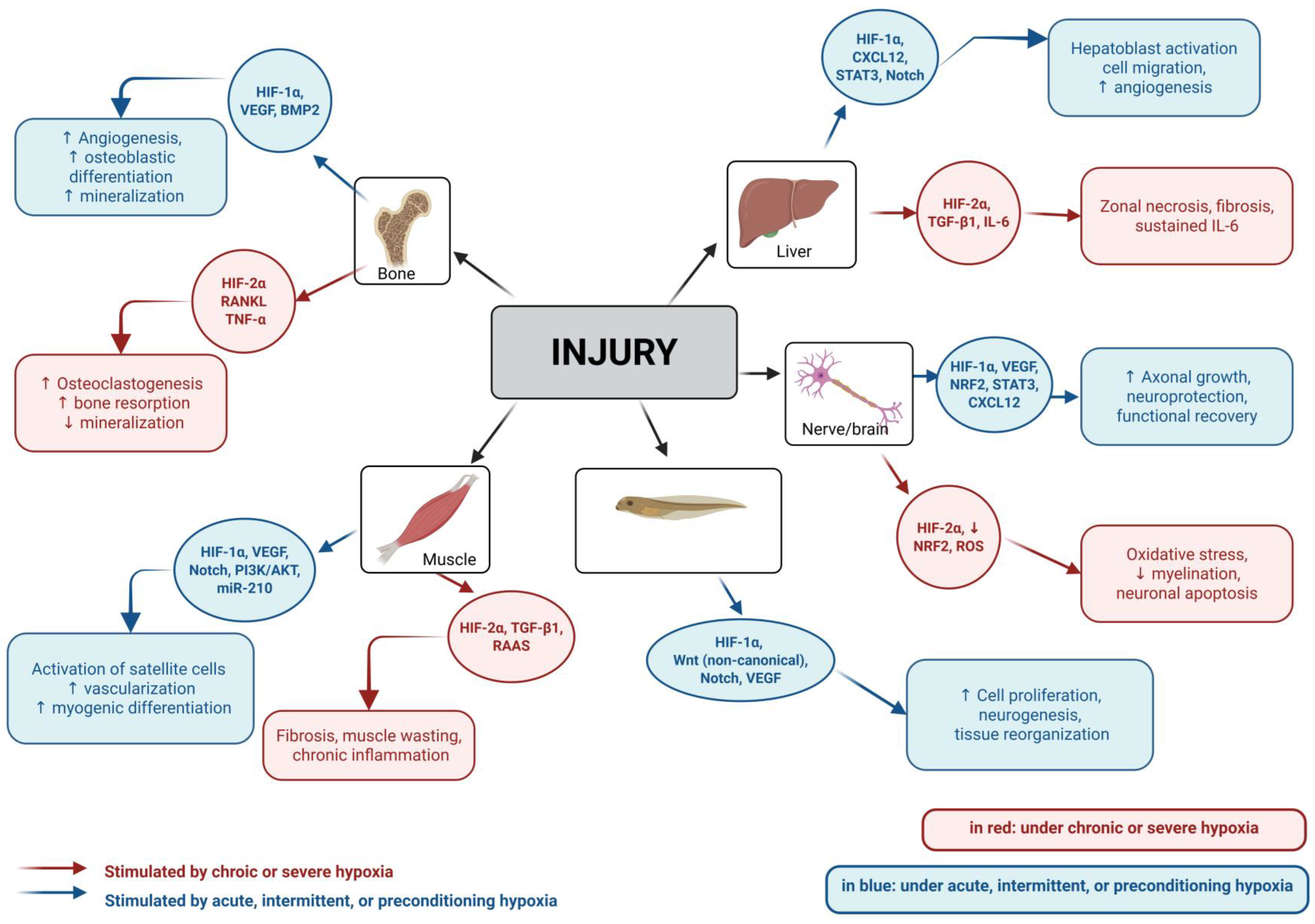 Ijms 26 09272 g004 Ijms 26 09272 g004