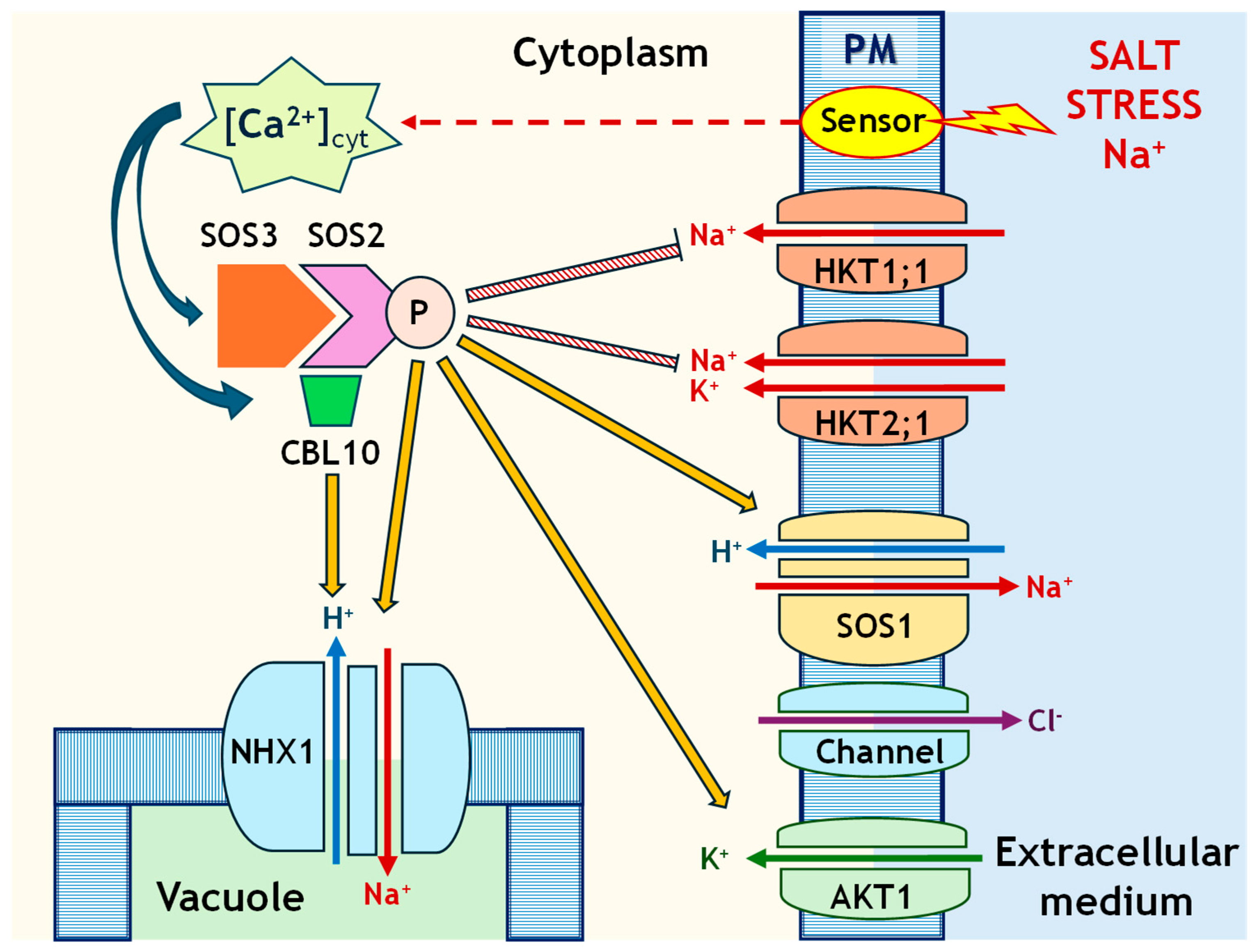 Ijms 26 09276 g001 Ijms 26 09276 g001