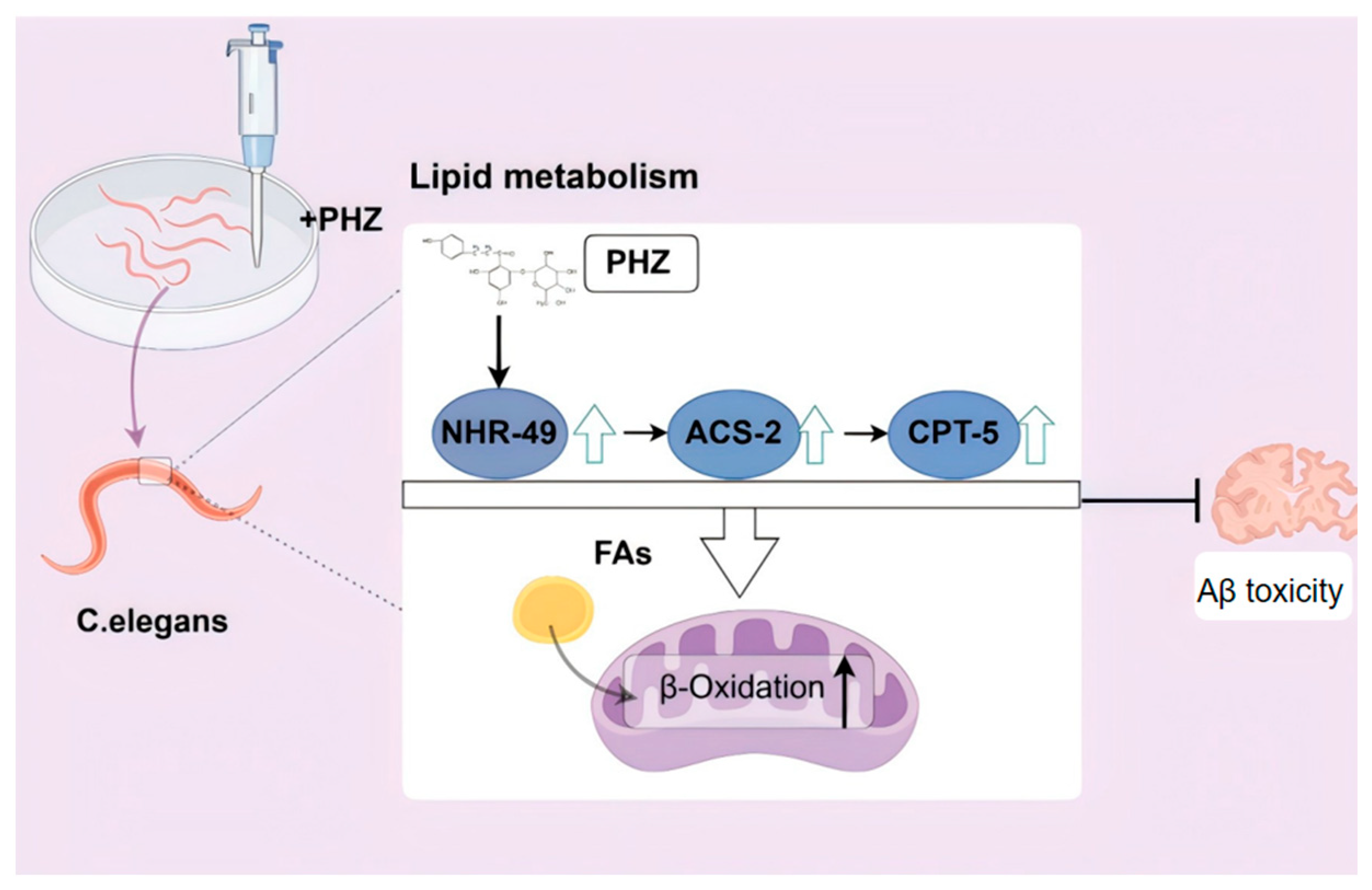 Ijms 26 09303 g010 Ijms 26 09303 g010