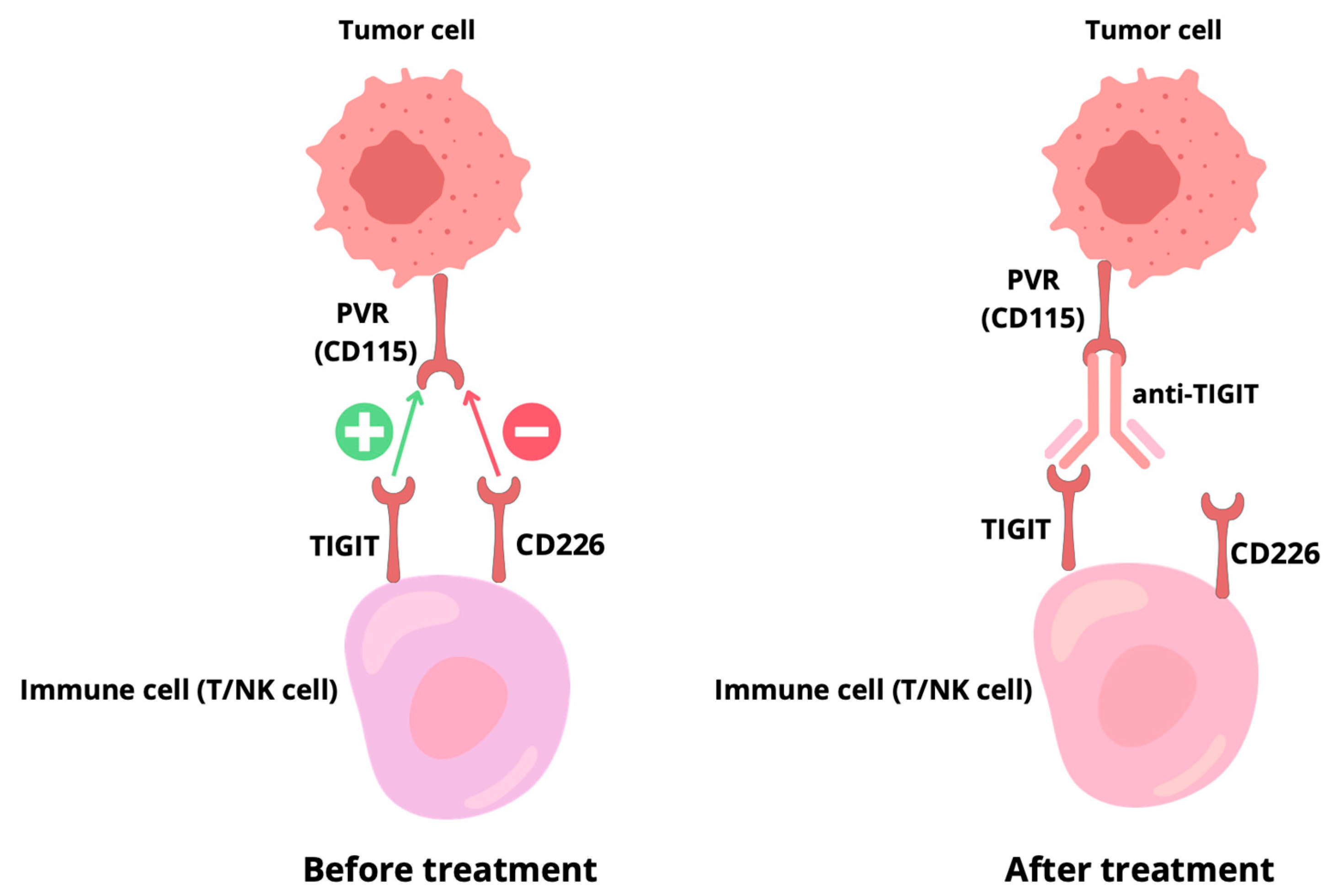 Ijms 26 09307 g002 Ijms 26 09307 g002
