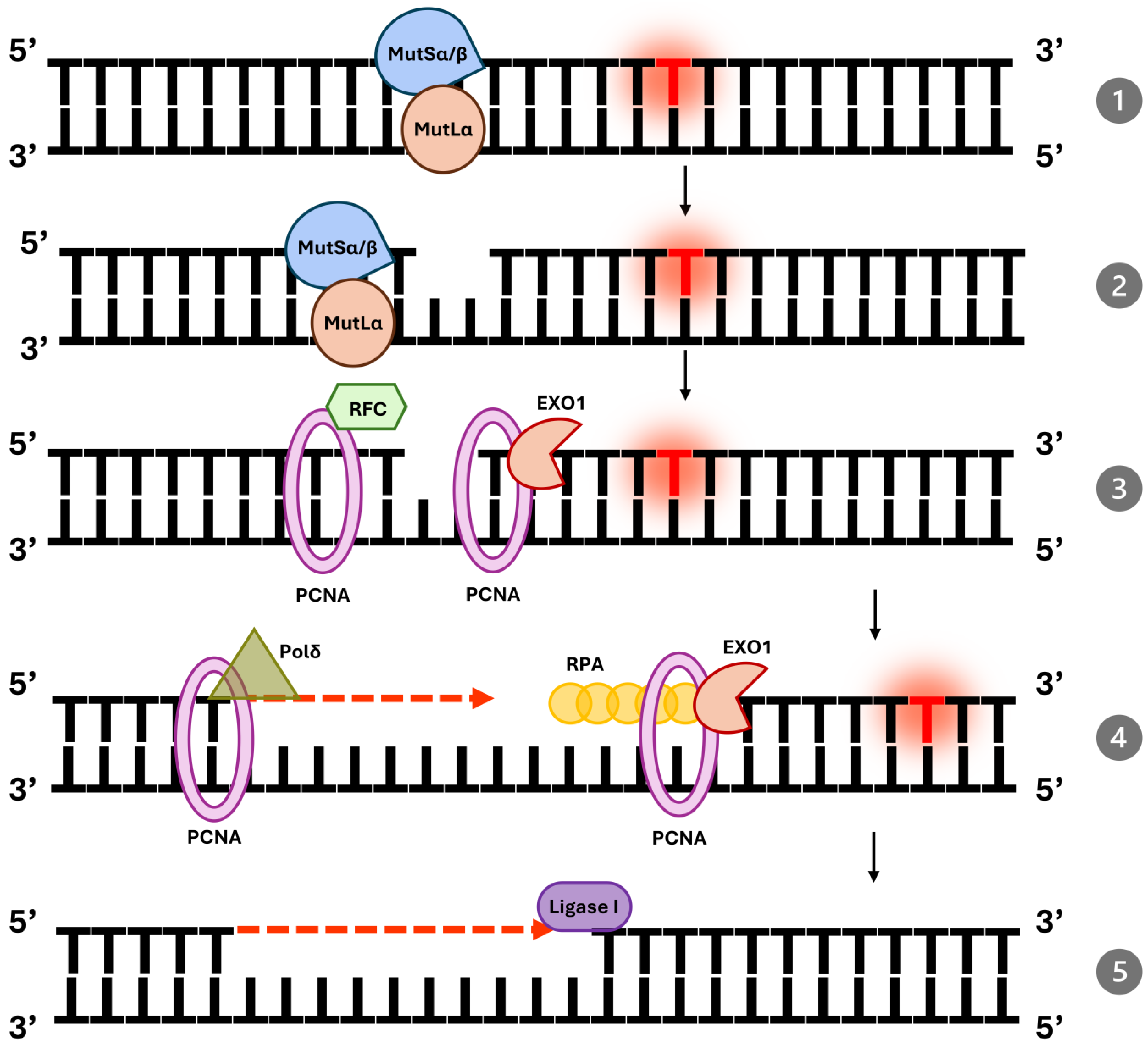 Ijms 26 09312 g001 Ijms 26 09312 g001