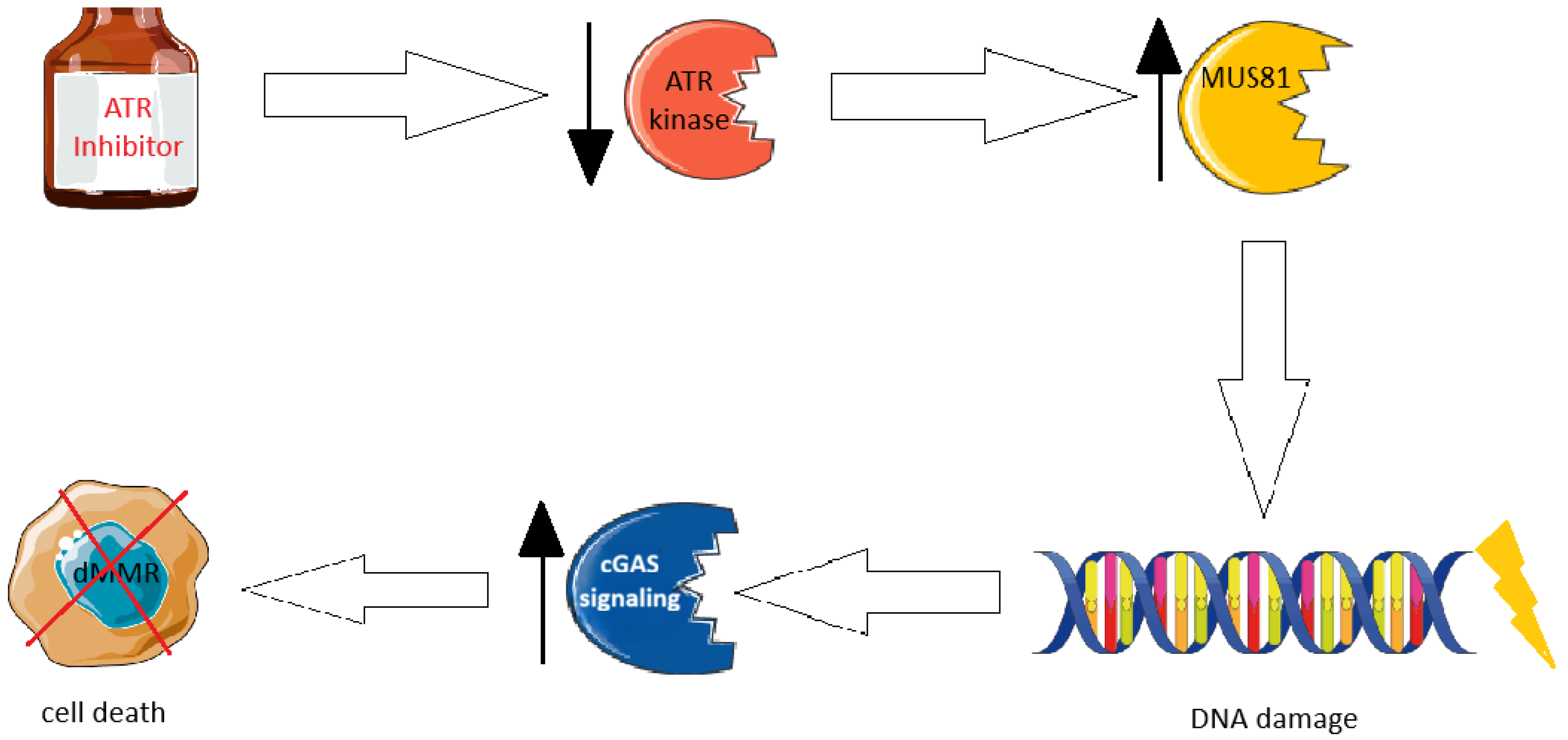 Ijms 26 09312 g003 Ijms 26 09312 g003