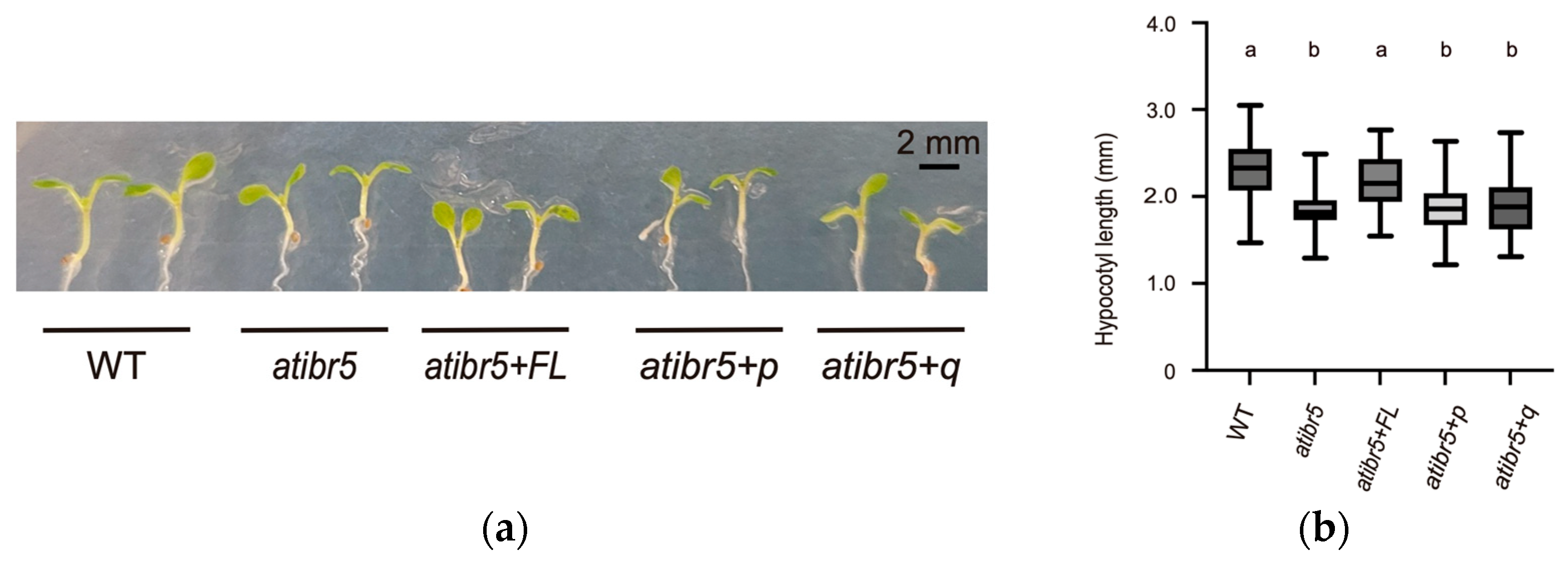 Ijms 26 09315 g003 Ijms 26 09315 g003