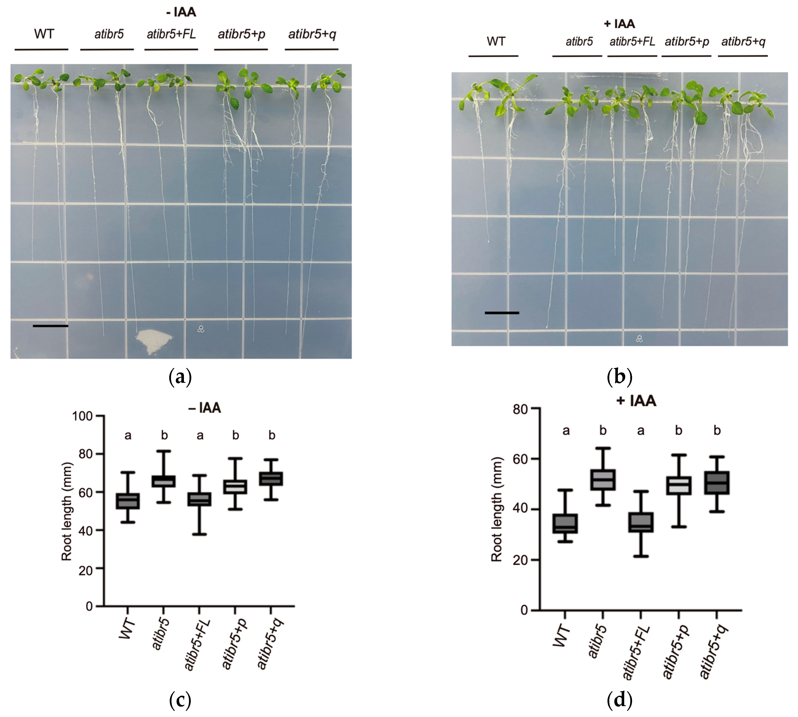 Ijms 26 09315 g004 Ijms 26 09315 g004