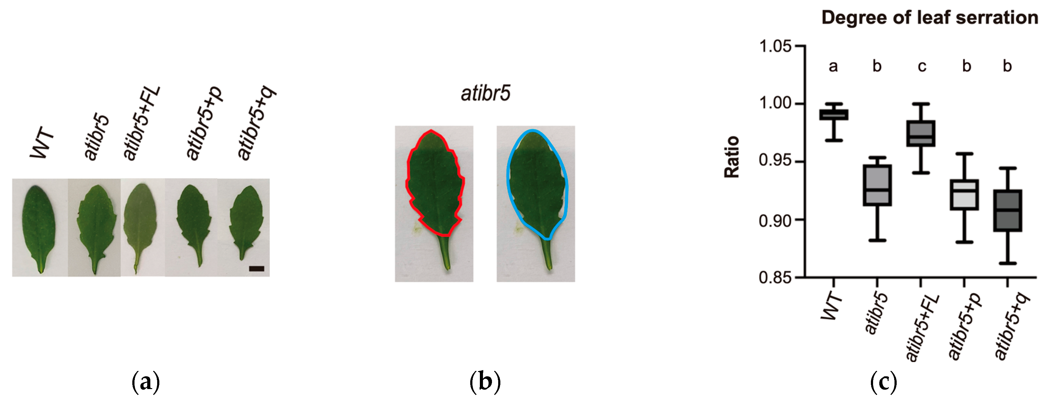 Ijms 26 09315 g005 Ijms 26 09315 g005