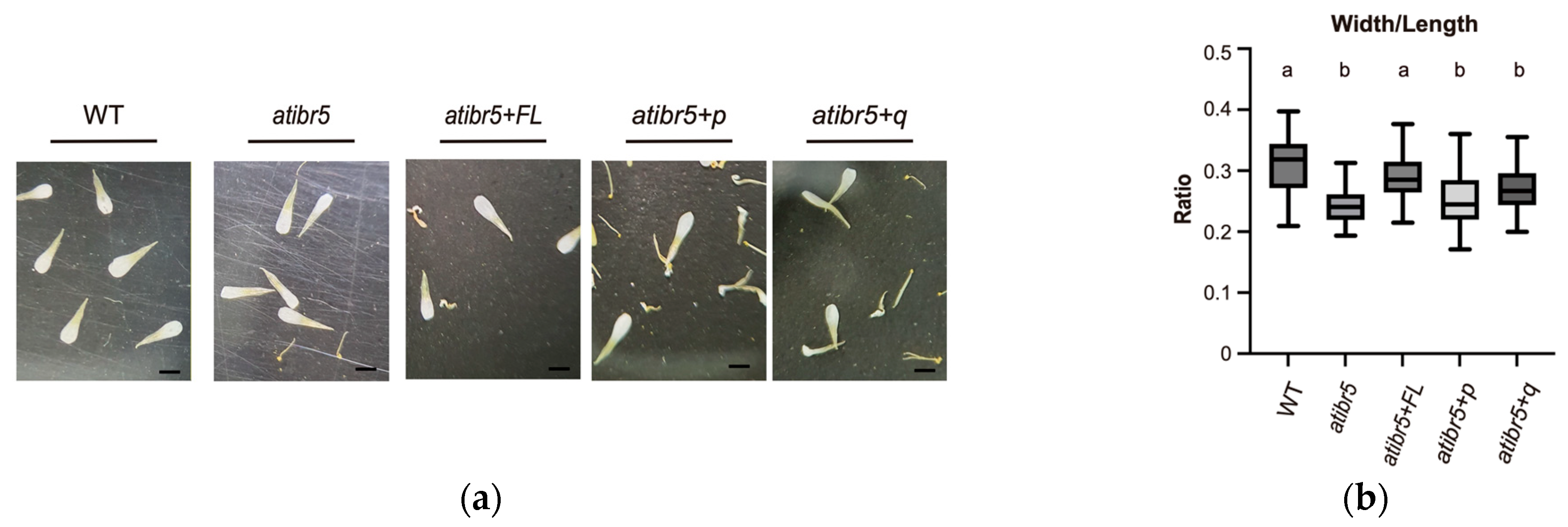 Ijms 26 09315 g006 Ijms 26 09315 g006