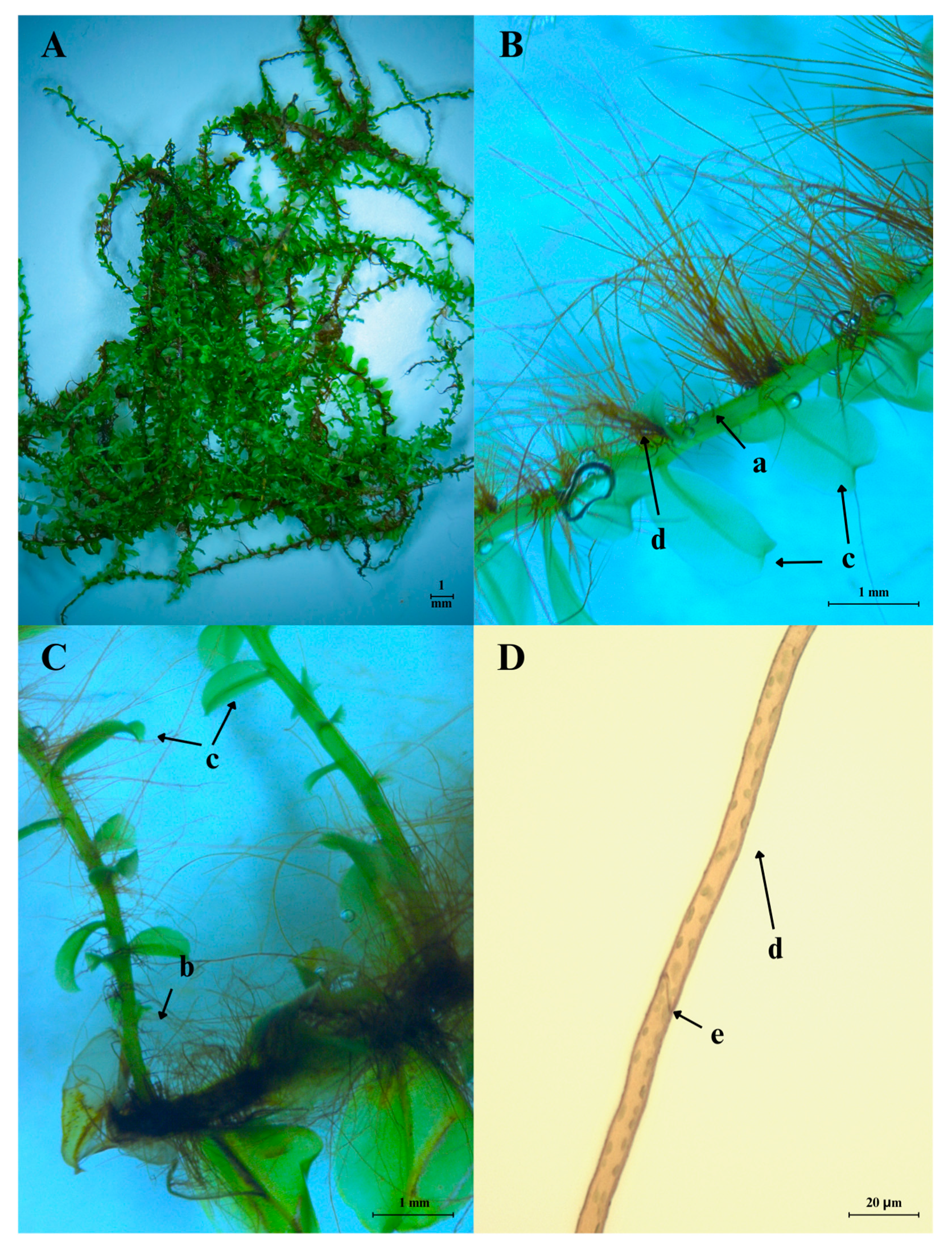 Ijms 26 09341 g002 Ijms 26 09341 g002