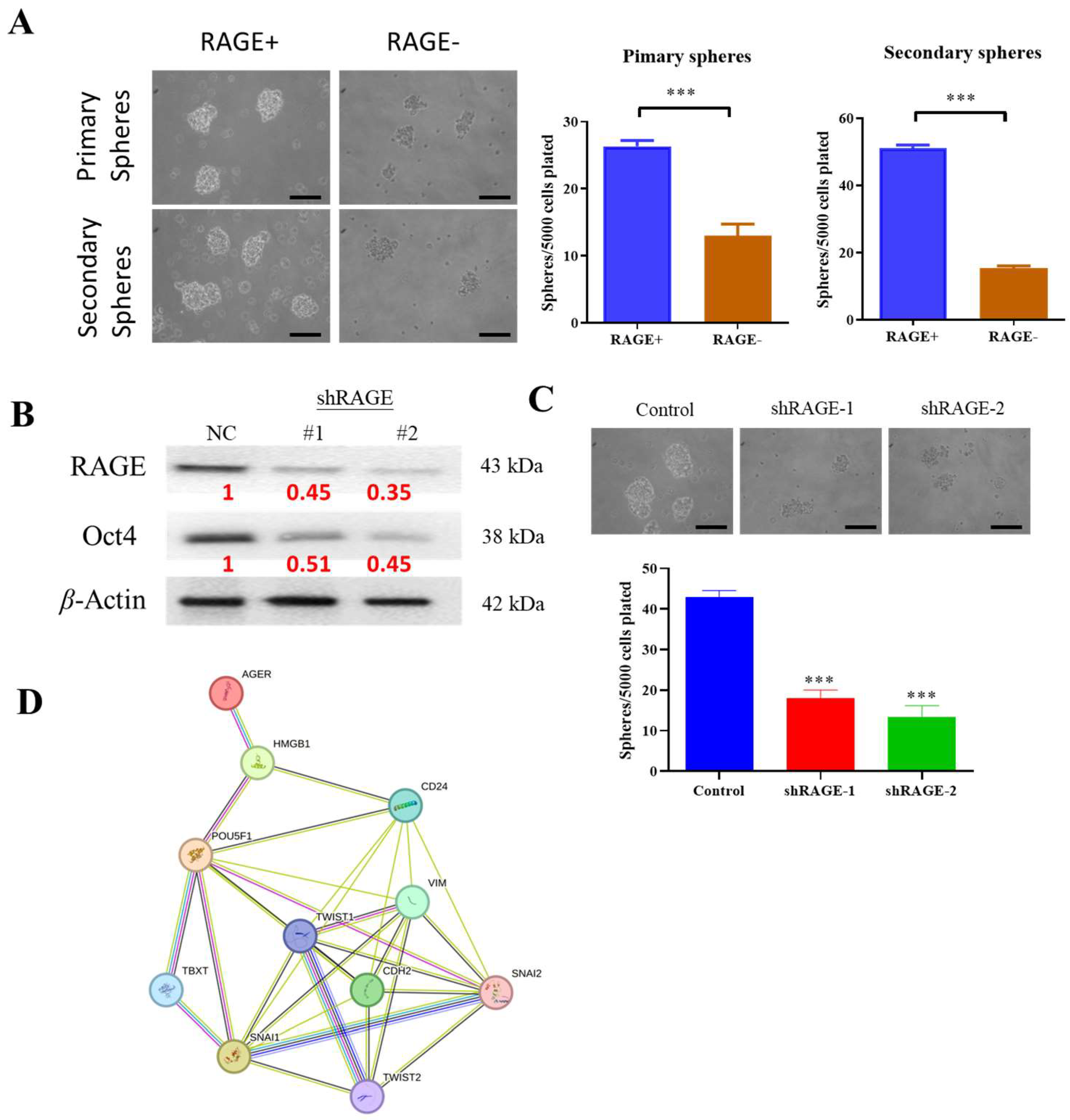Ijms 26 09352 g006 Ijms 26 09352 g006