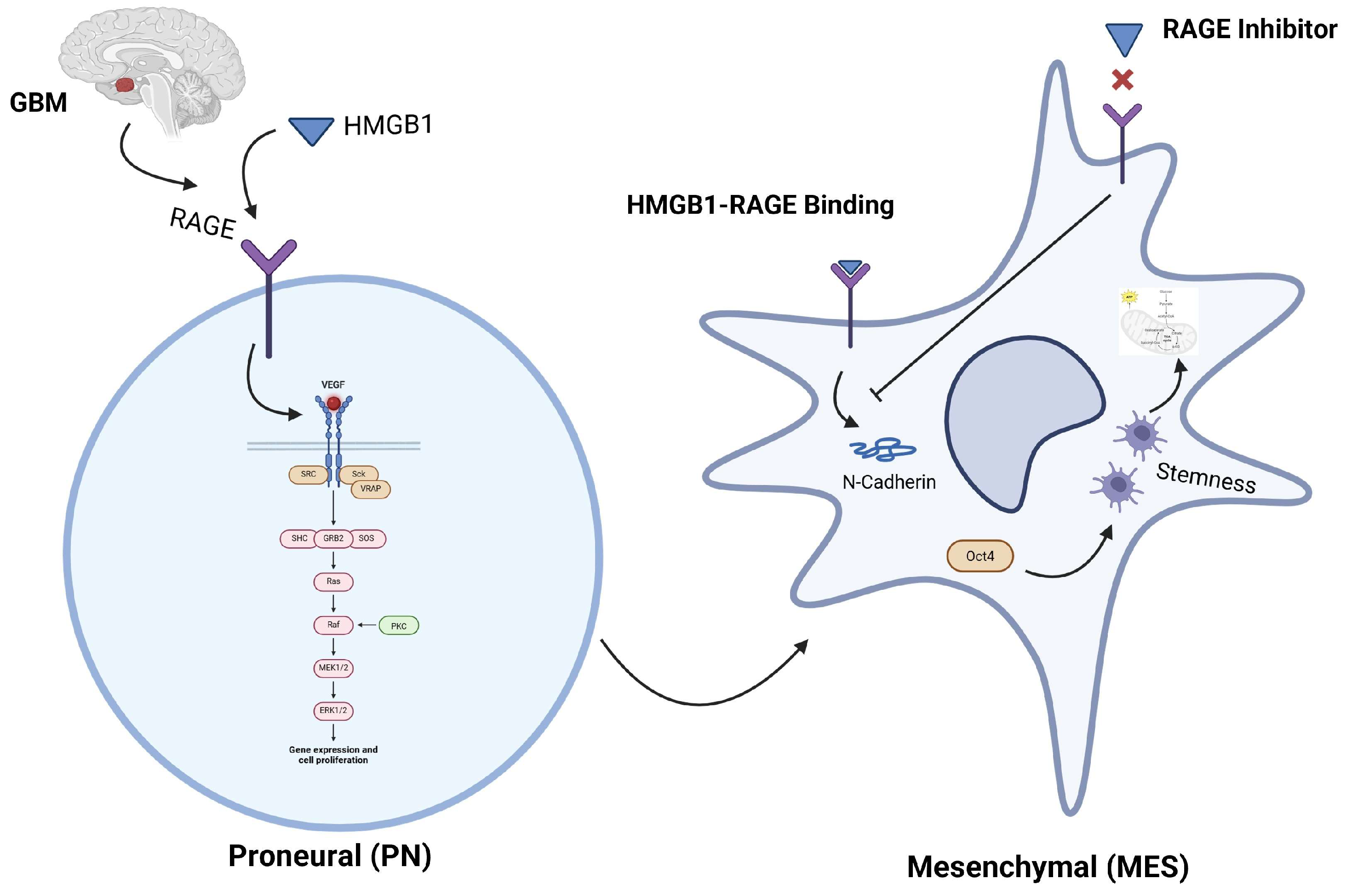 Ijms 26 09352 g008 Ijms 26 09352 g008