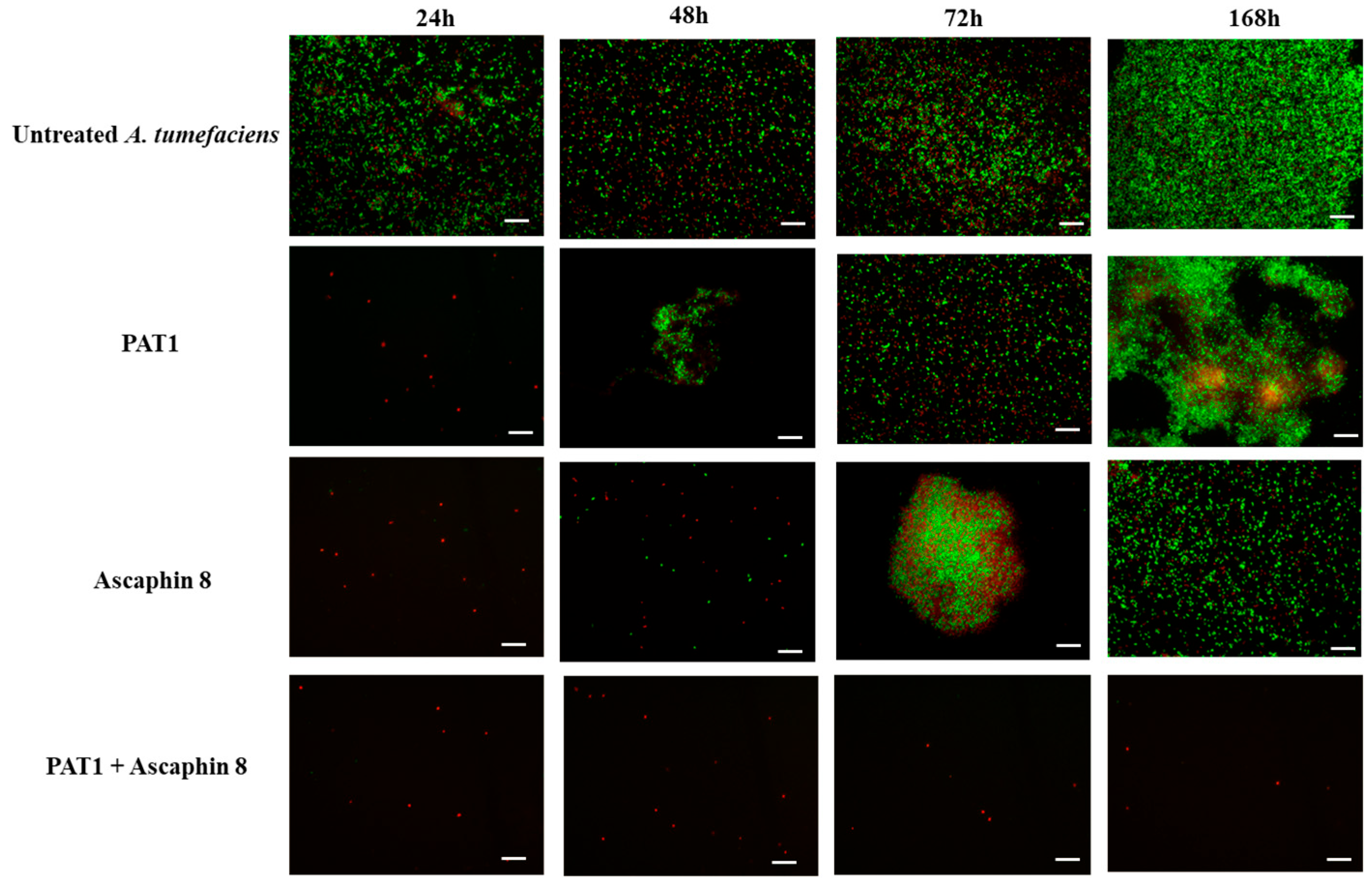 Ijms 26 09355 g003 Ijms 26 09355 g003