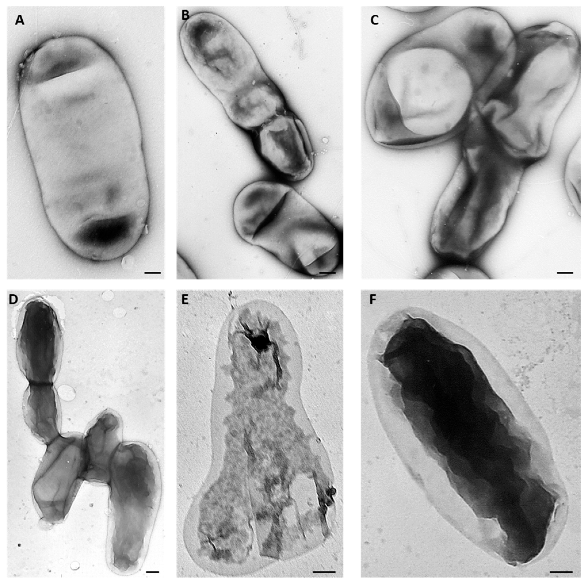 Ijms 26 09355 g007 Ijms 26 09355 g007