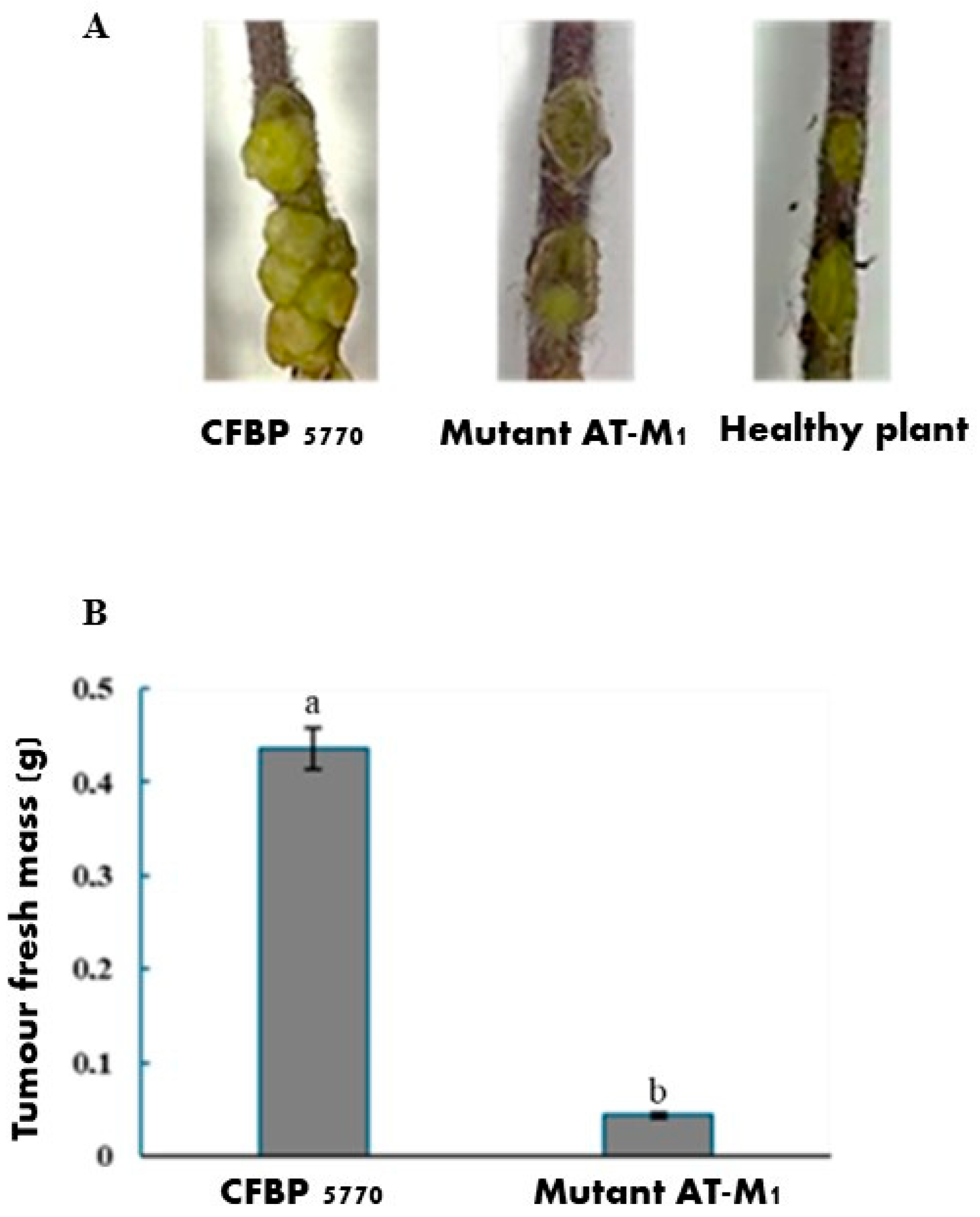 Ijms 26 09355 g008 Ijms 26 09355 g008