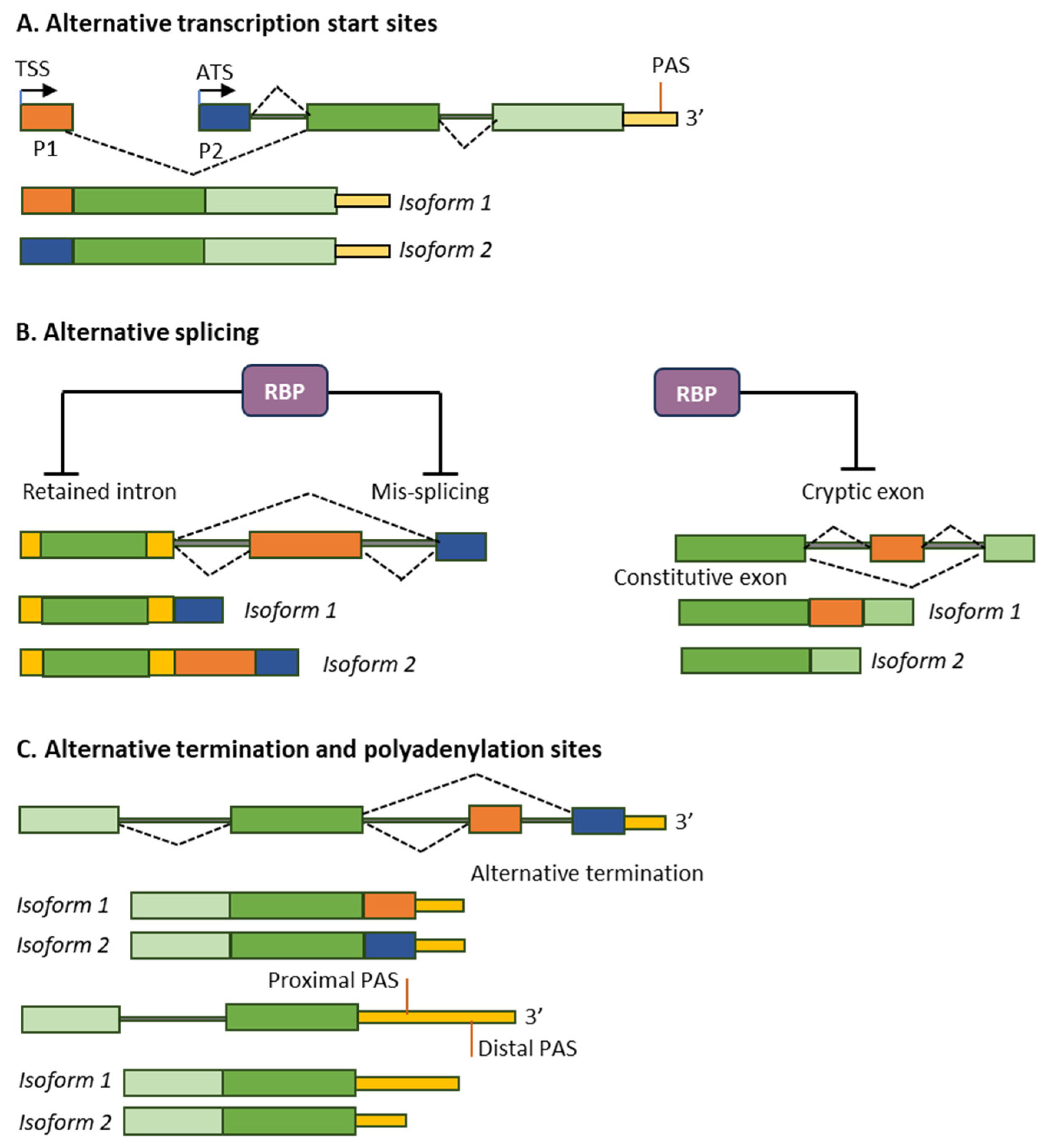 Ijms 26 09356 g001 Ijms 26 09356 g001