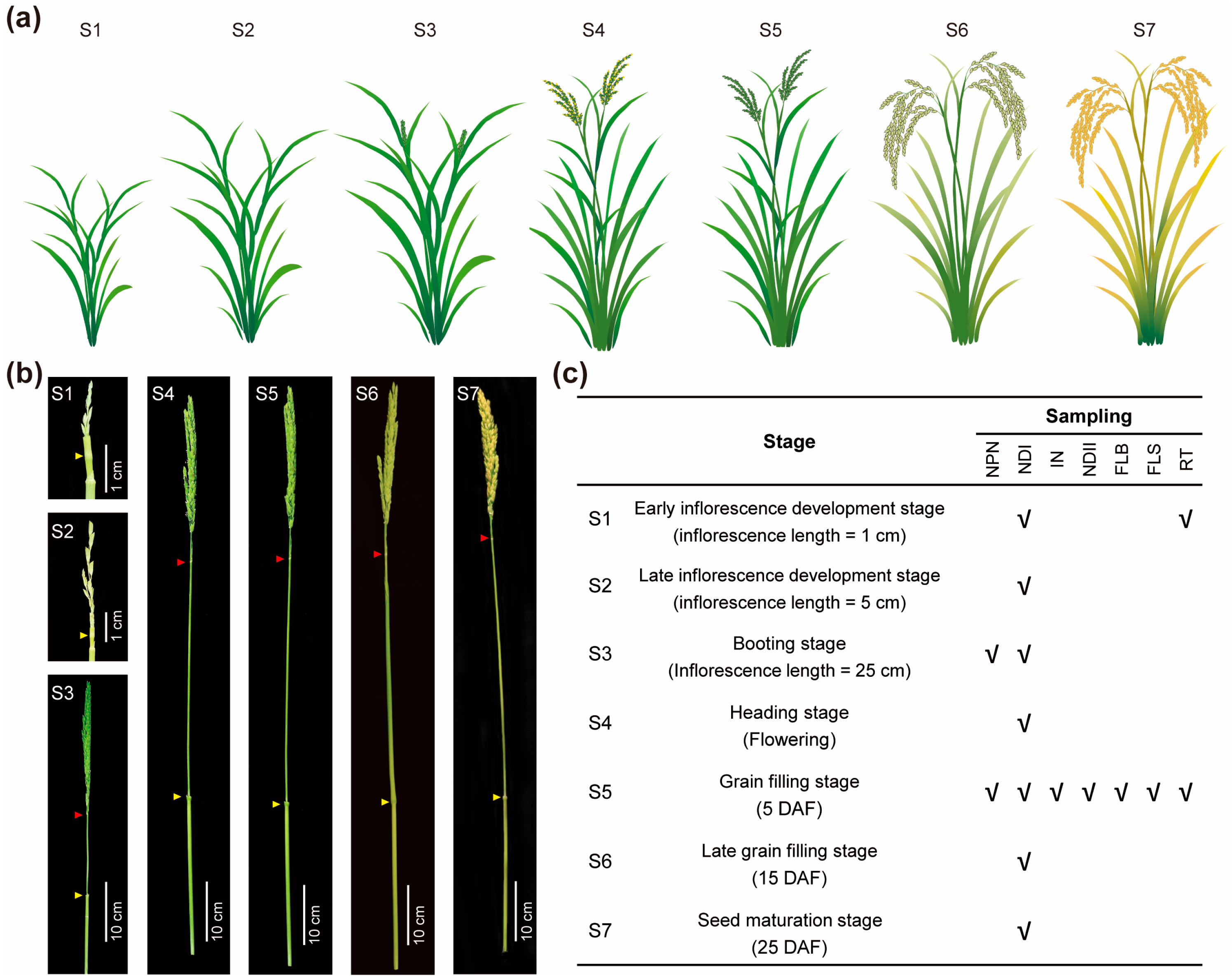 Ijms 26 09357 g001 Ijms 26 09357 g001