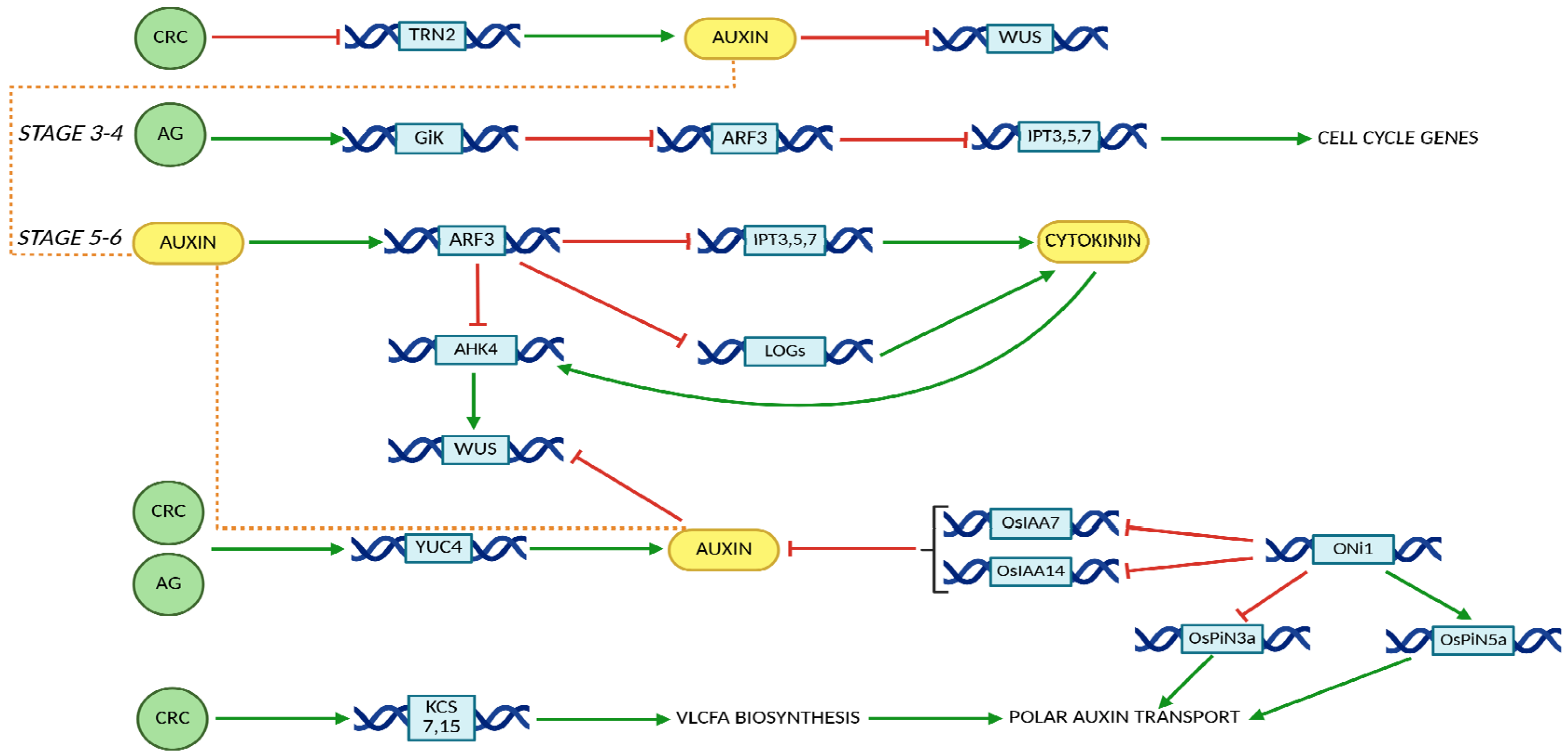 Ijms 26 09377 g004 Ijms 26 09377 g004