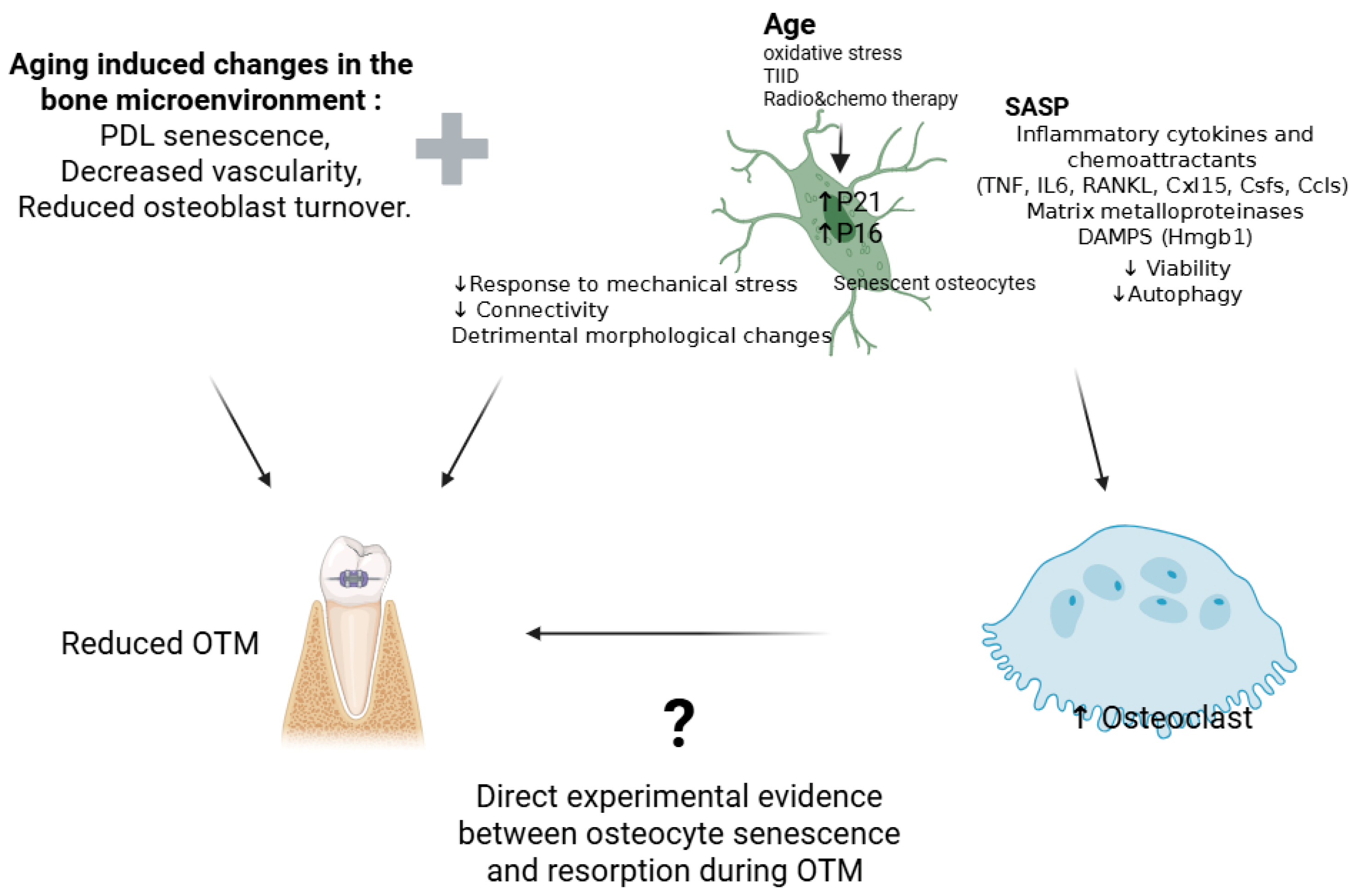 Ijms 26 09396 g001 Ijms 26 09396 g001