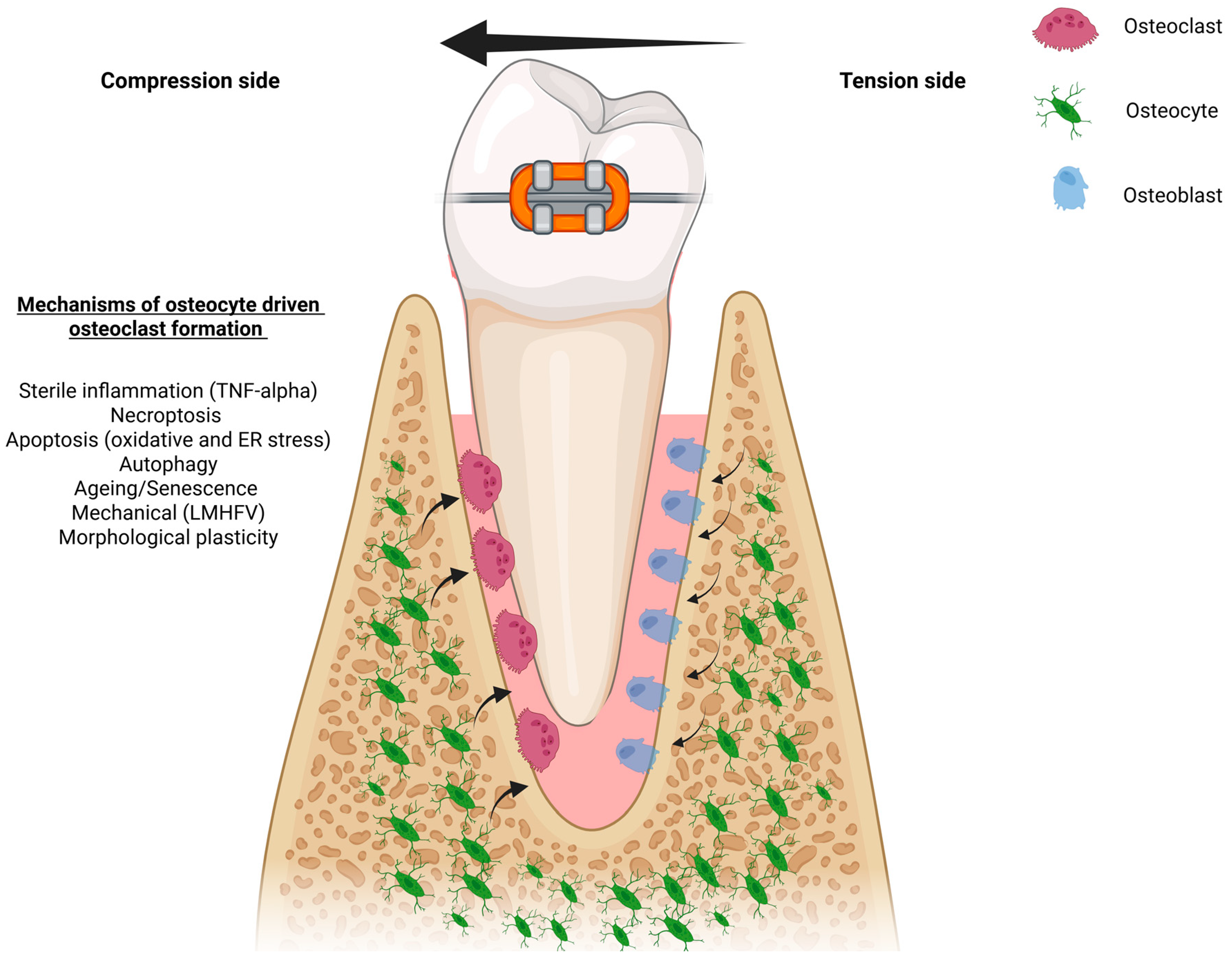 Ijms 26 09396 g002 Ijms 26 09396 g002
