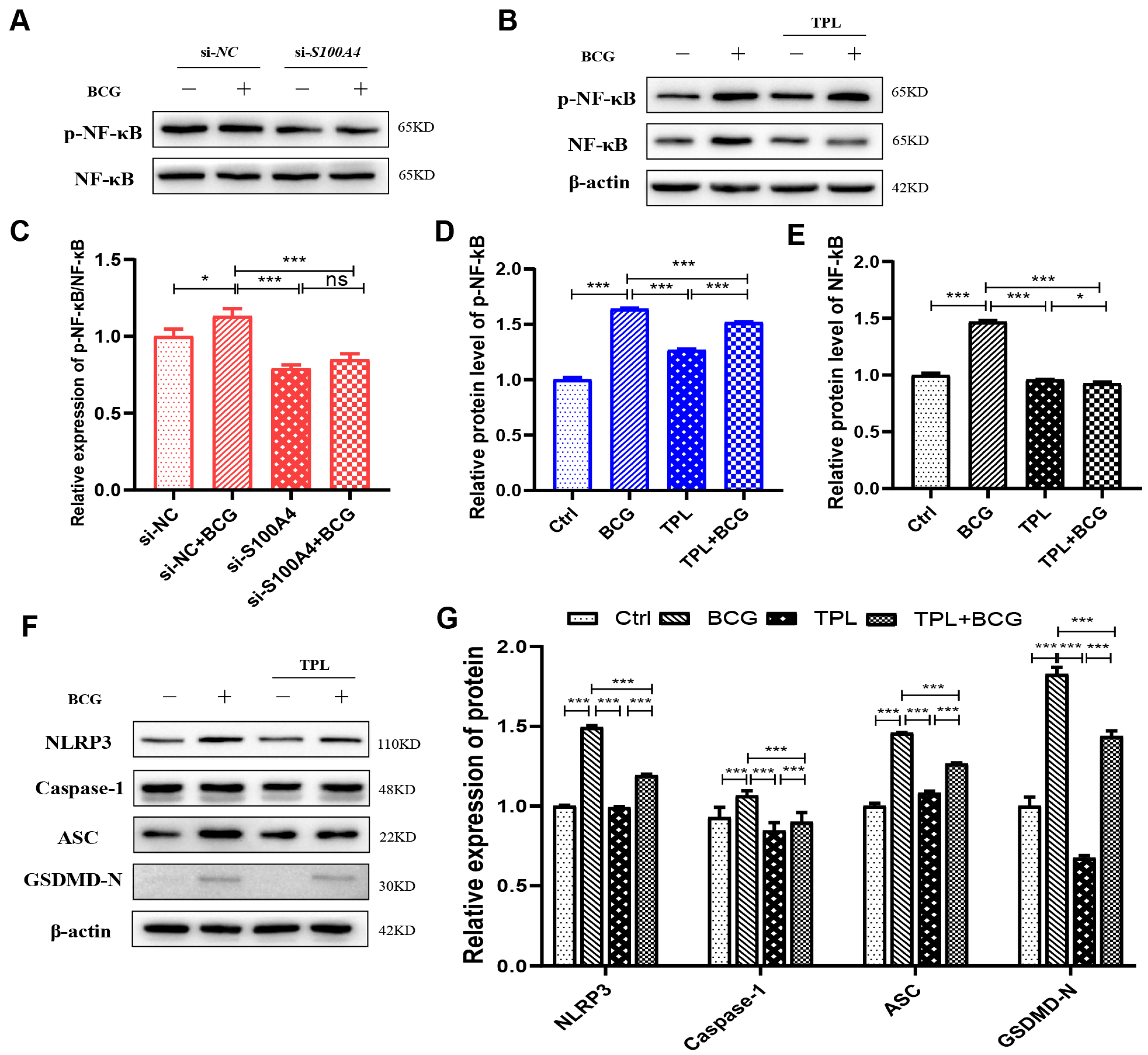 Ijms 26 09406 g008 Ijms 26 09406 g008