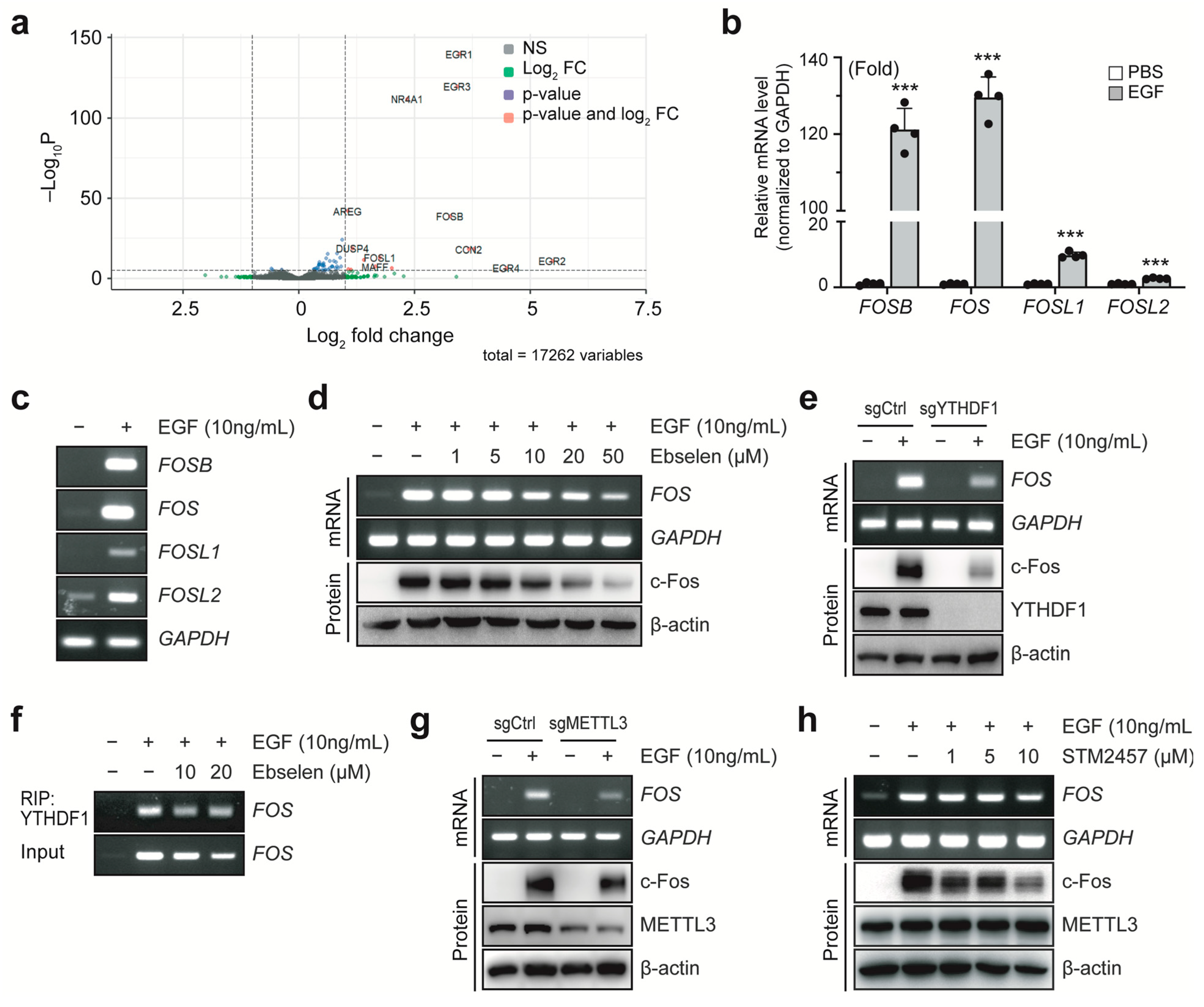 Ijms 26 09416 g002 Ijms 26 09416 g002
