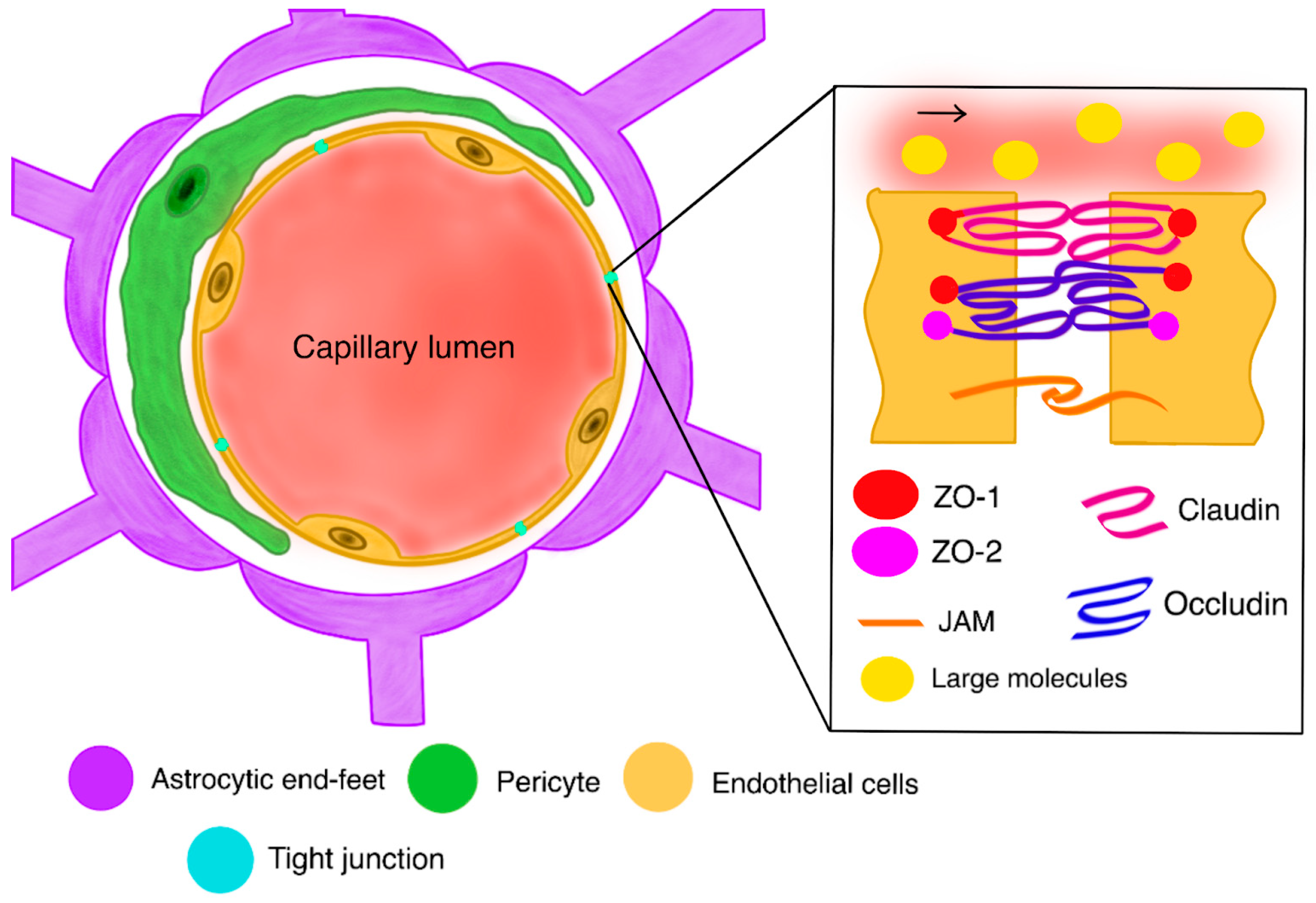 Ijms 26 09418 g001 Ijms 26 09418 g001