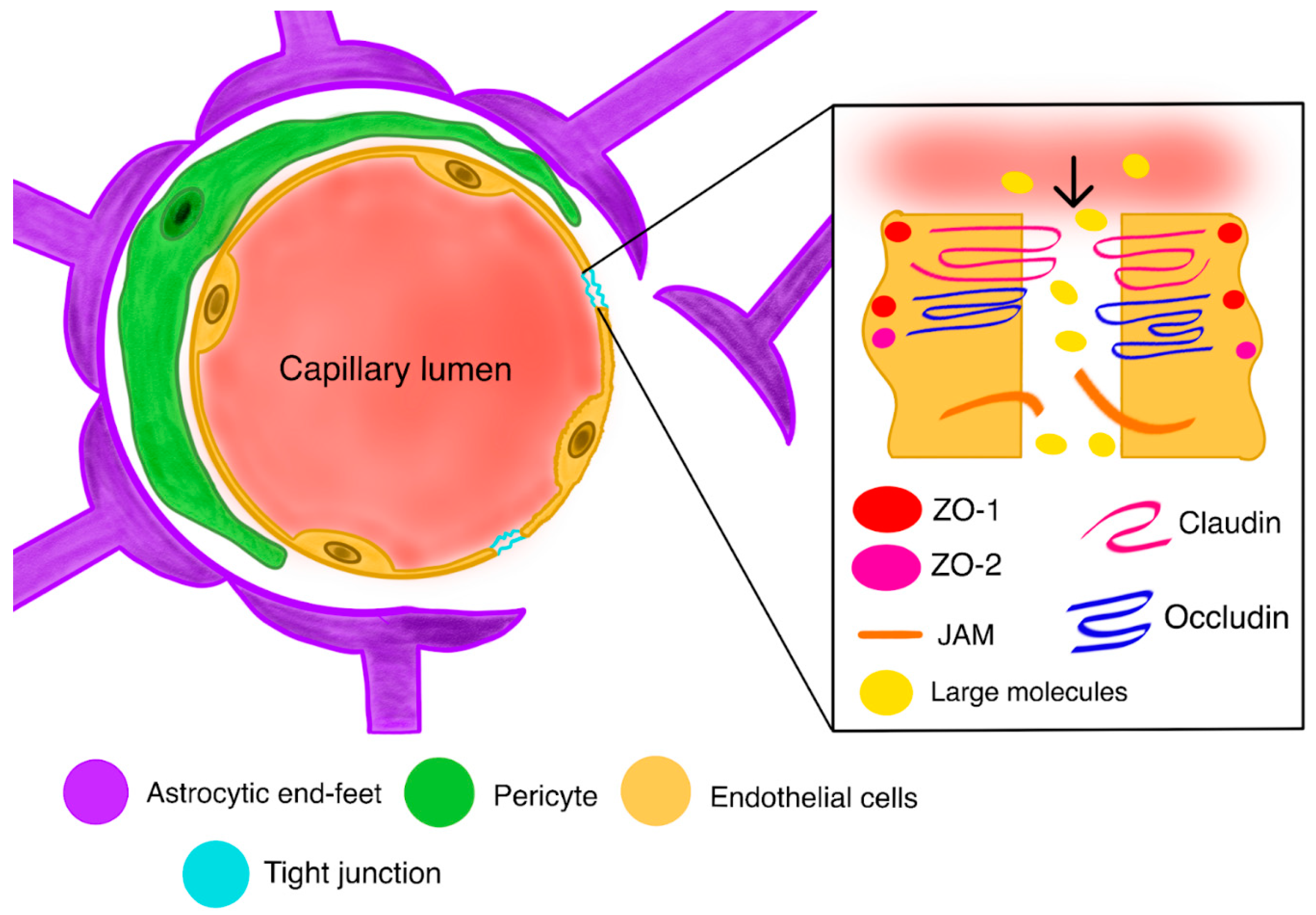 Ijms 26 09418 g002 Ijms 26 09418 g002