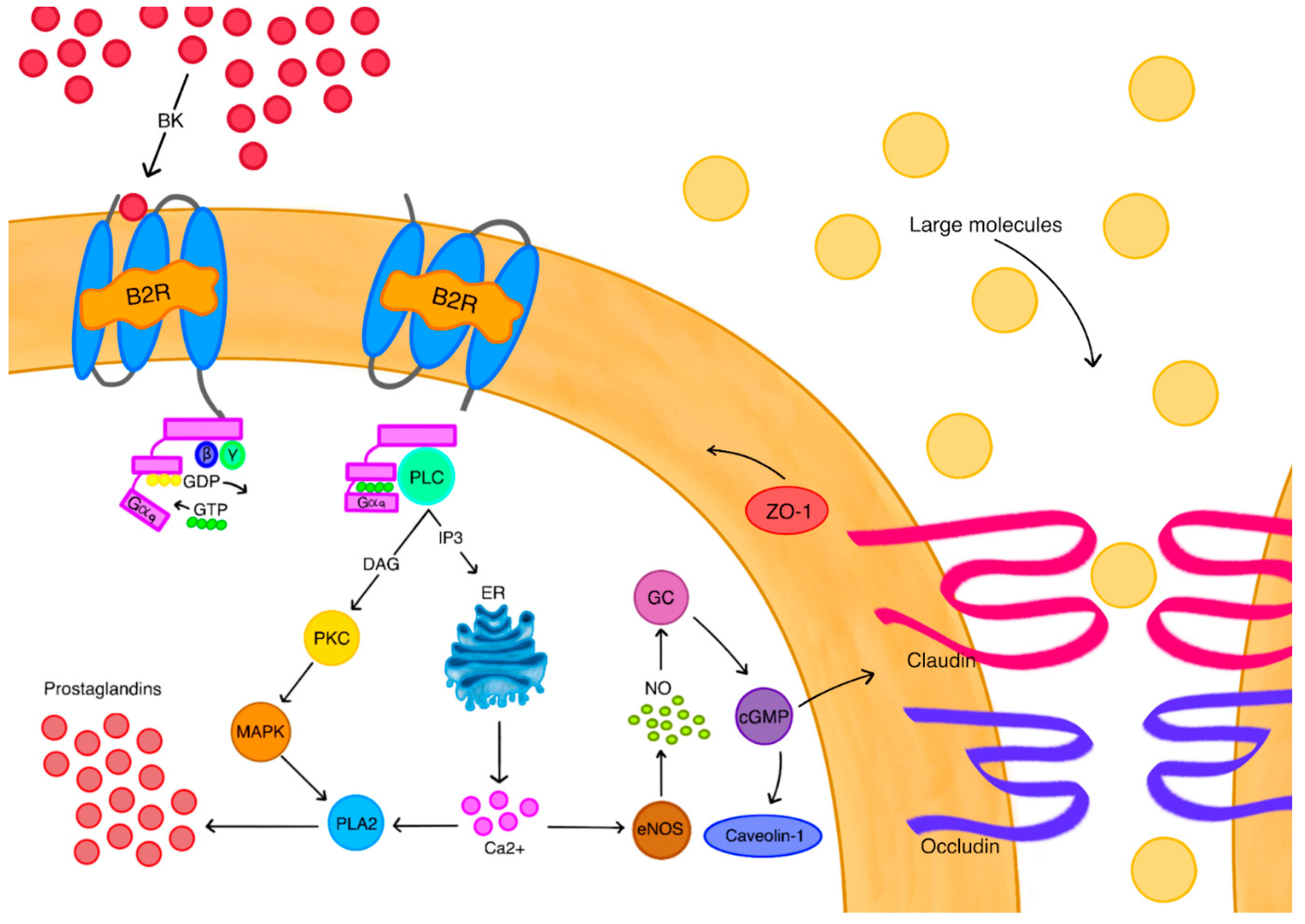 Ijms 26 09418 g003 Ijms 26 09418 g003