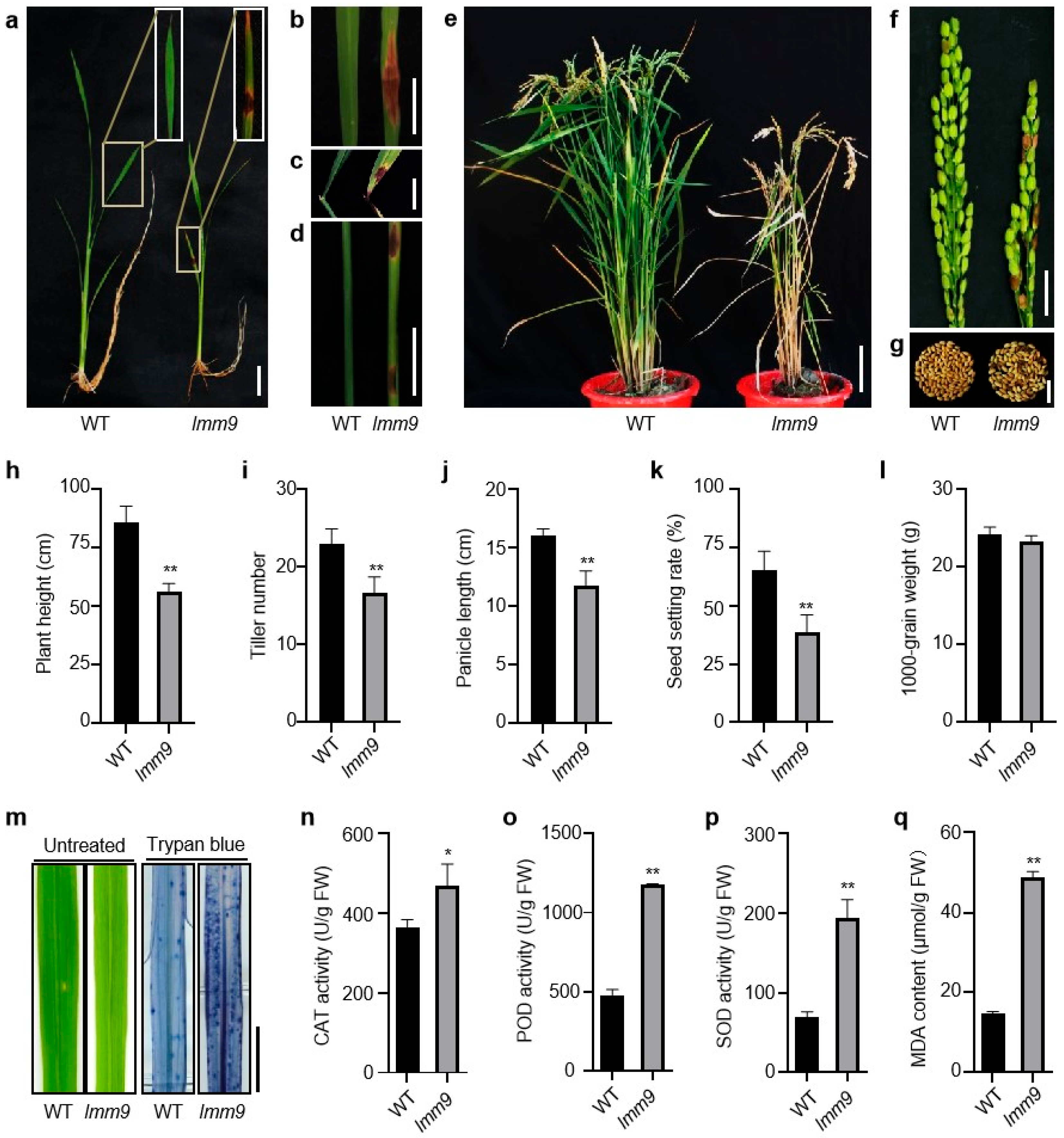 Ijms 26 09428 g001 Ijms 26 09428 g001