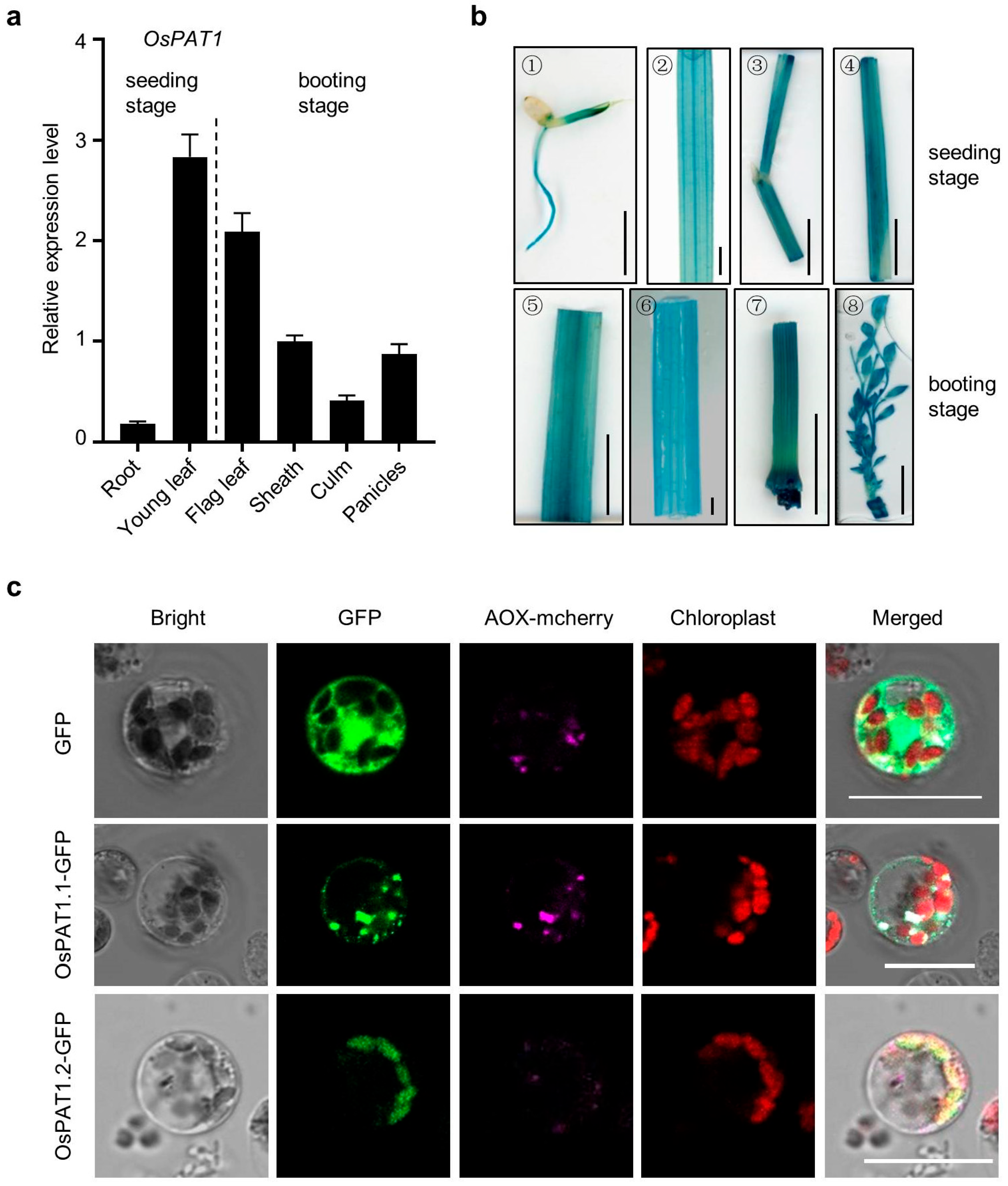 Ijms 26 09428 g005 Ijms 26 09428 g005